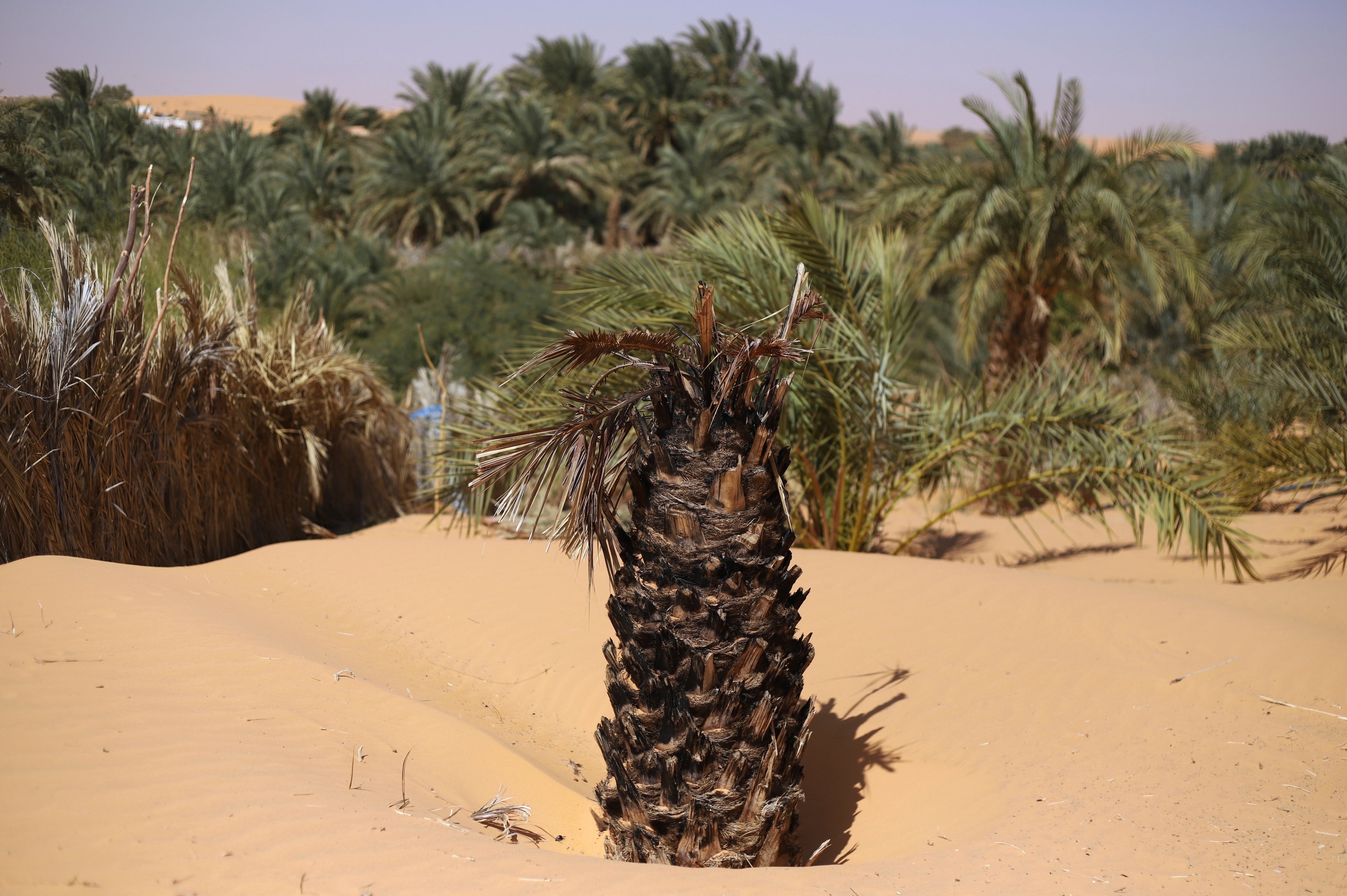A dead palm tree trunk sits submerged in sand in Chinguetti, Mauritania on 4 February 2025