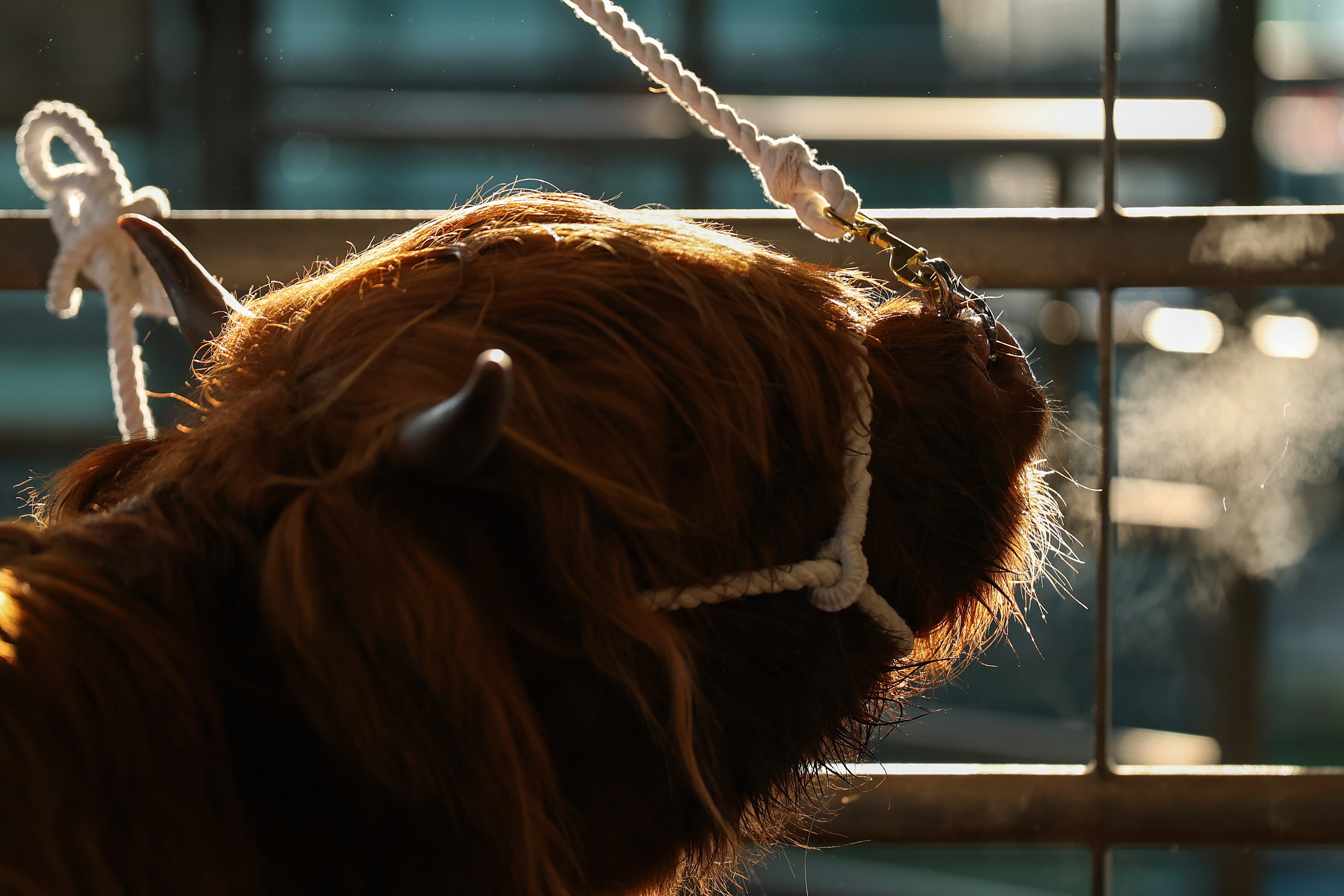 Scottish Highland cattle are well-adapted to deal with cold temperatures