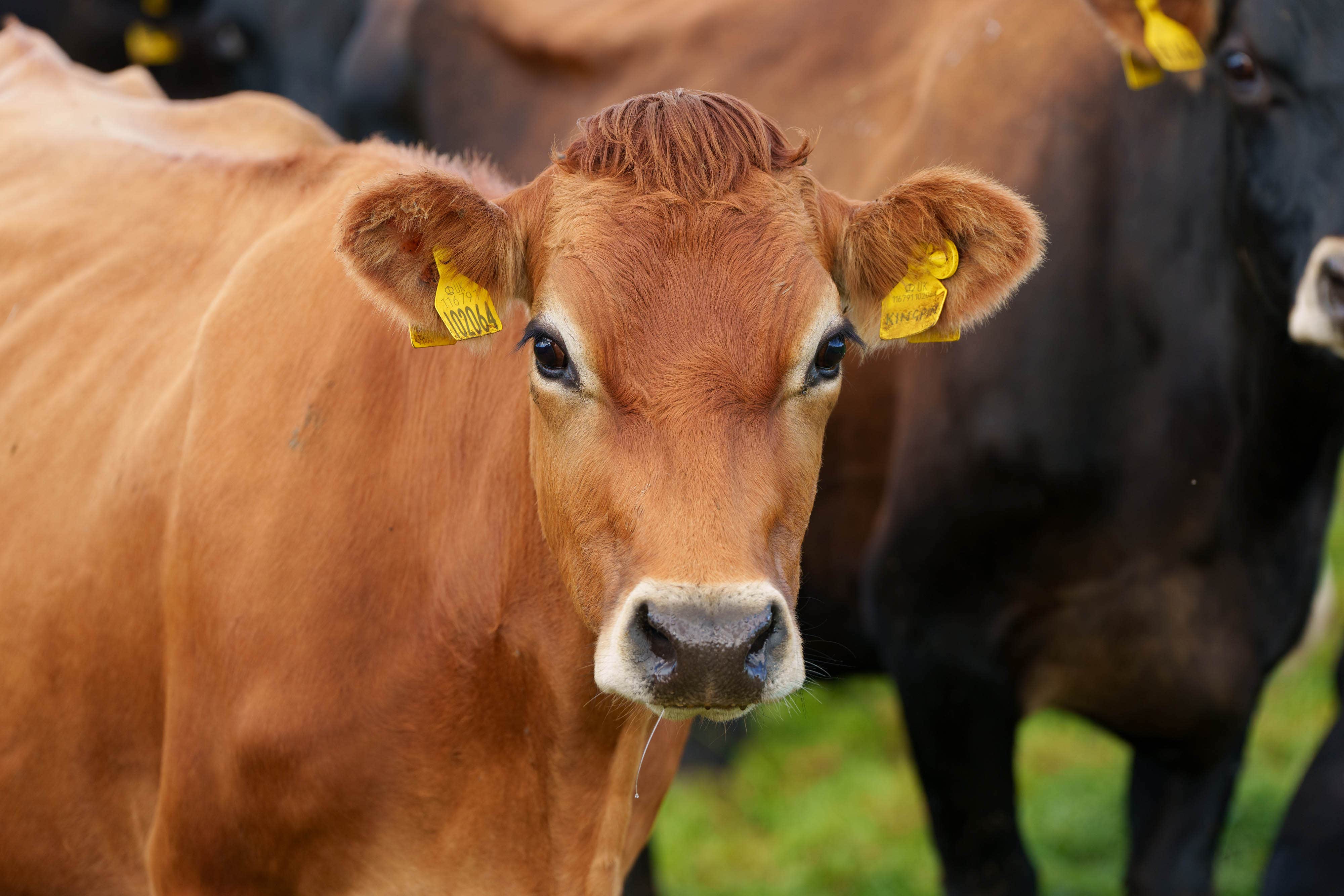 Dairy cows on Cotehill farm in Cumbria (Ben Queenborough/PA Media Assignments)