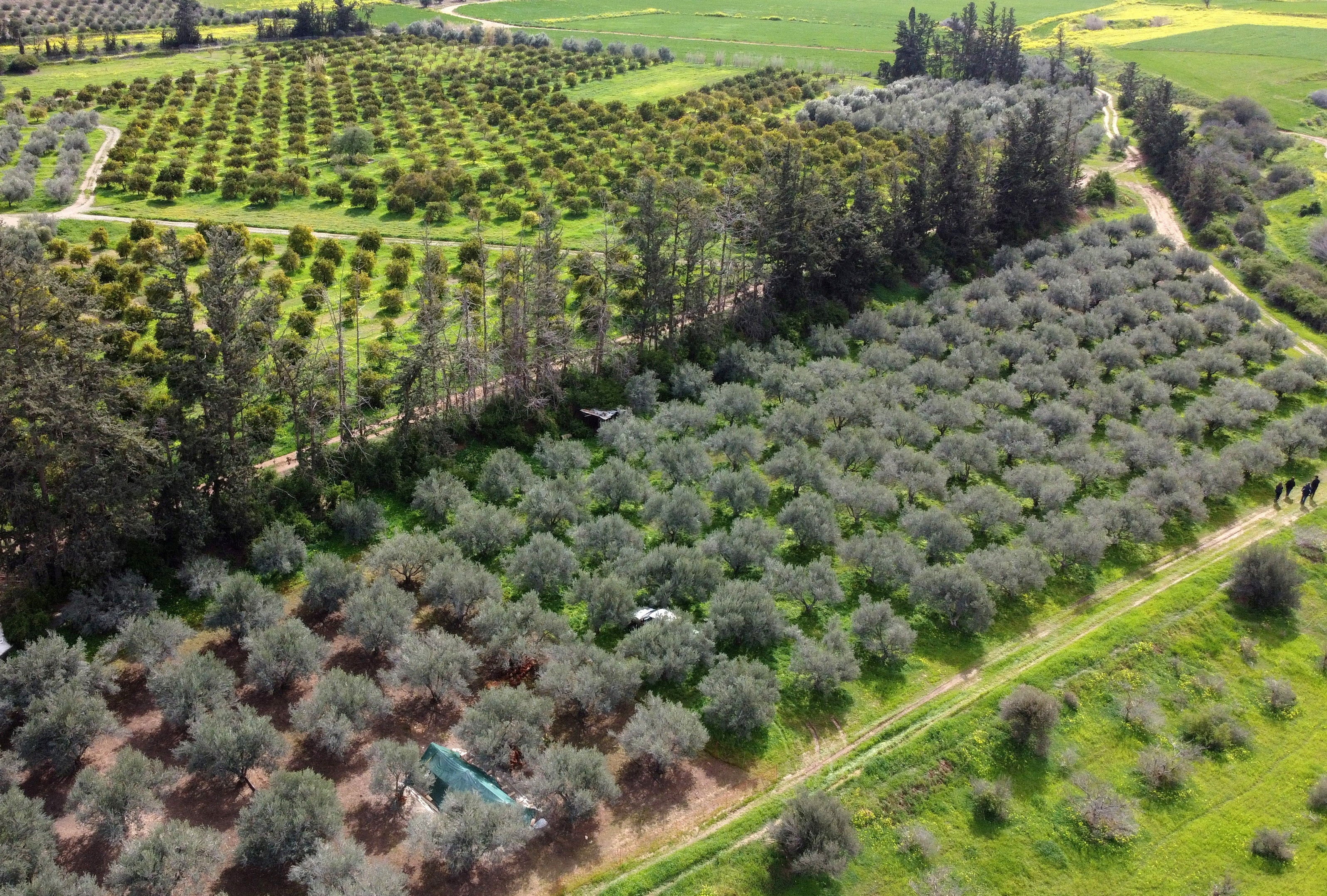 An overhead view of the olive grove