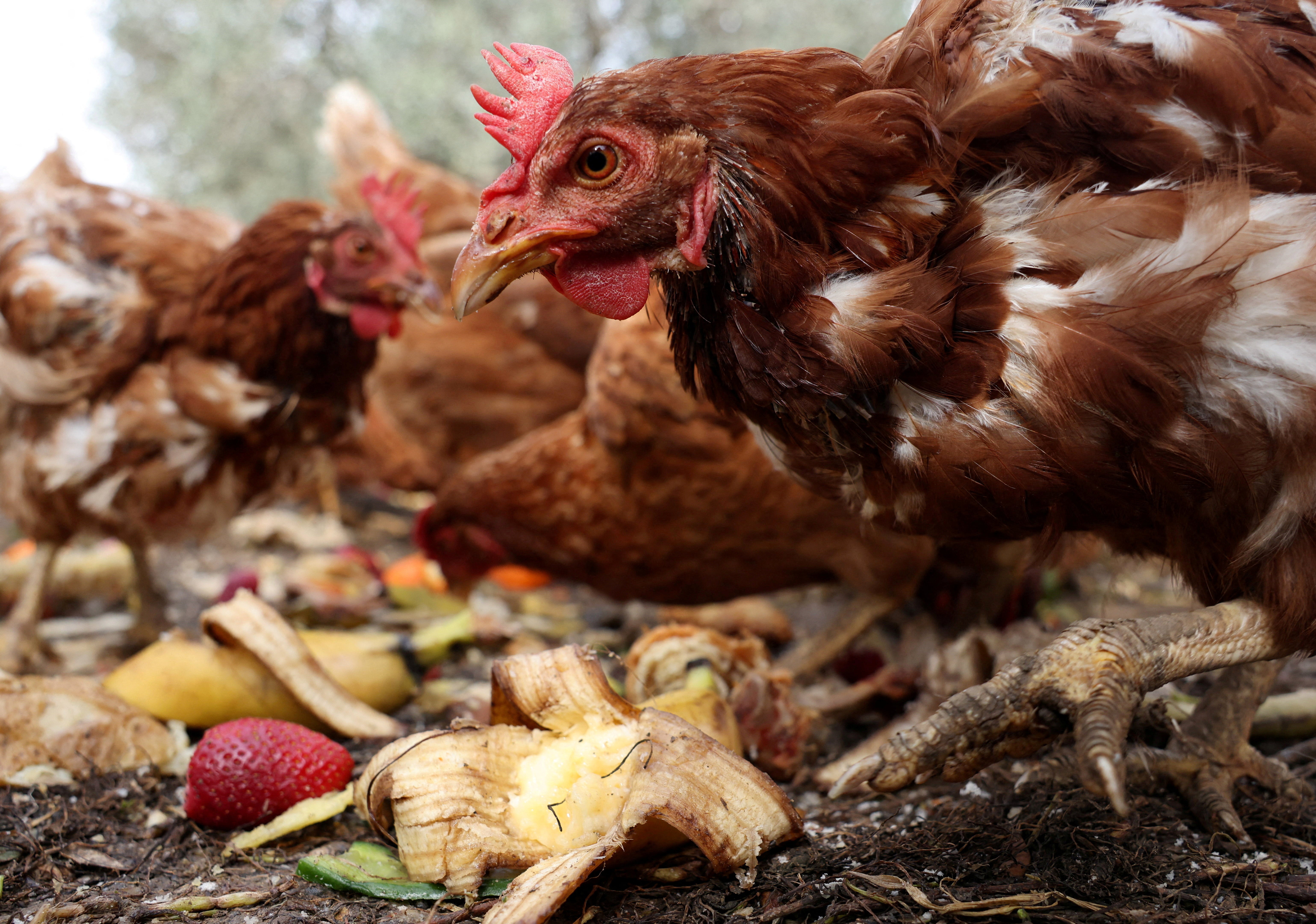 Retired farm hens feed on scraps of leftover food at a farm, where they are used to fertilise and mow olive groves