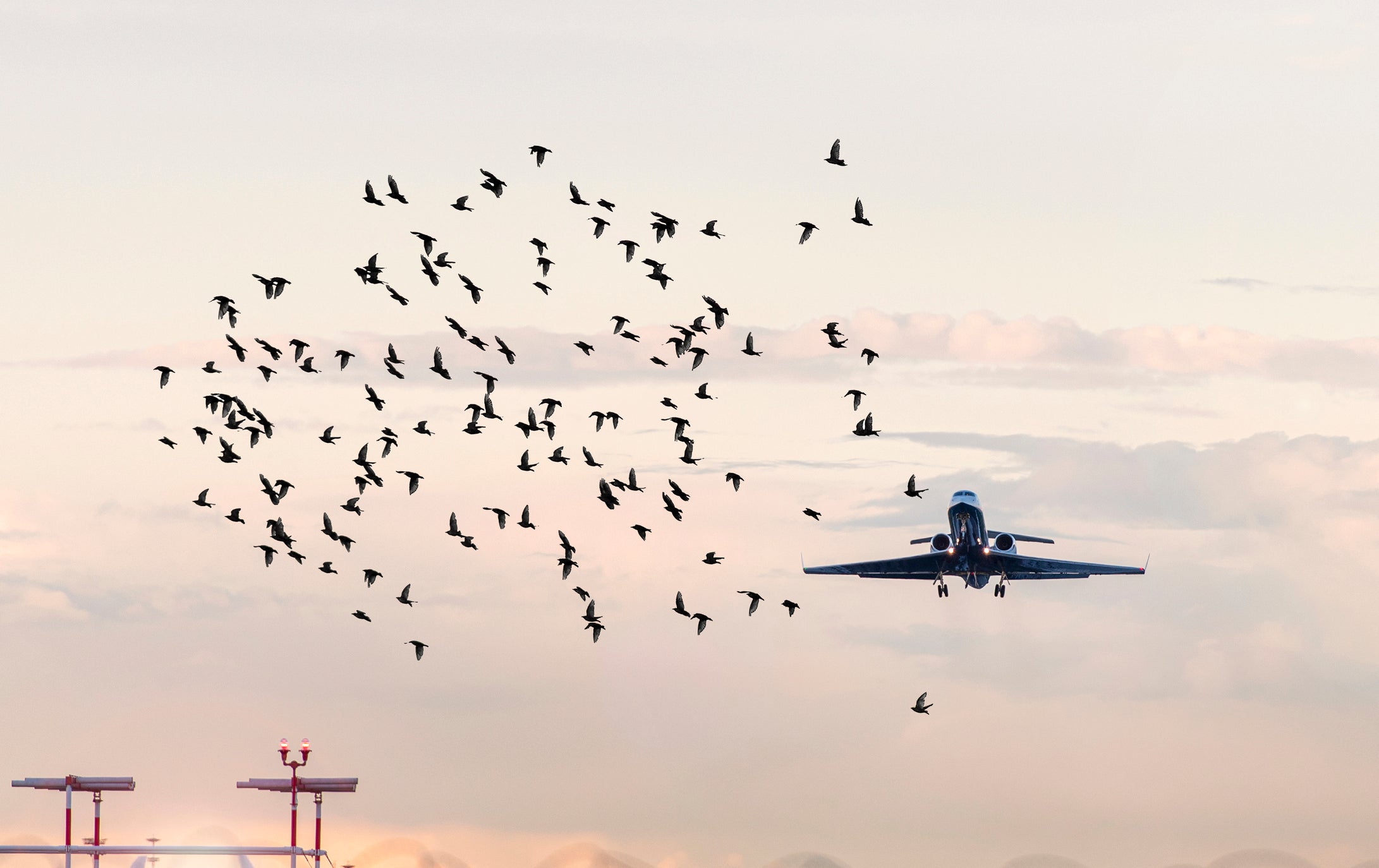 Bird strikes are a common hazard for the aviation industry