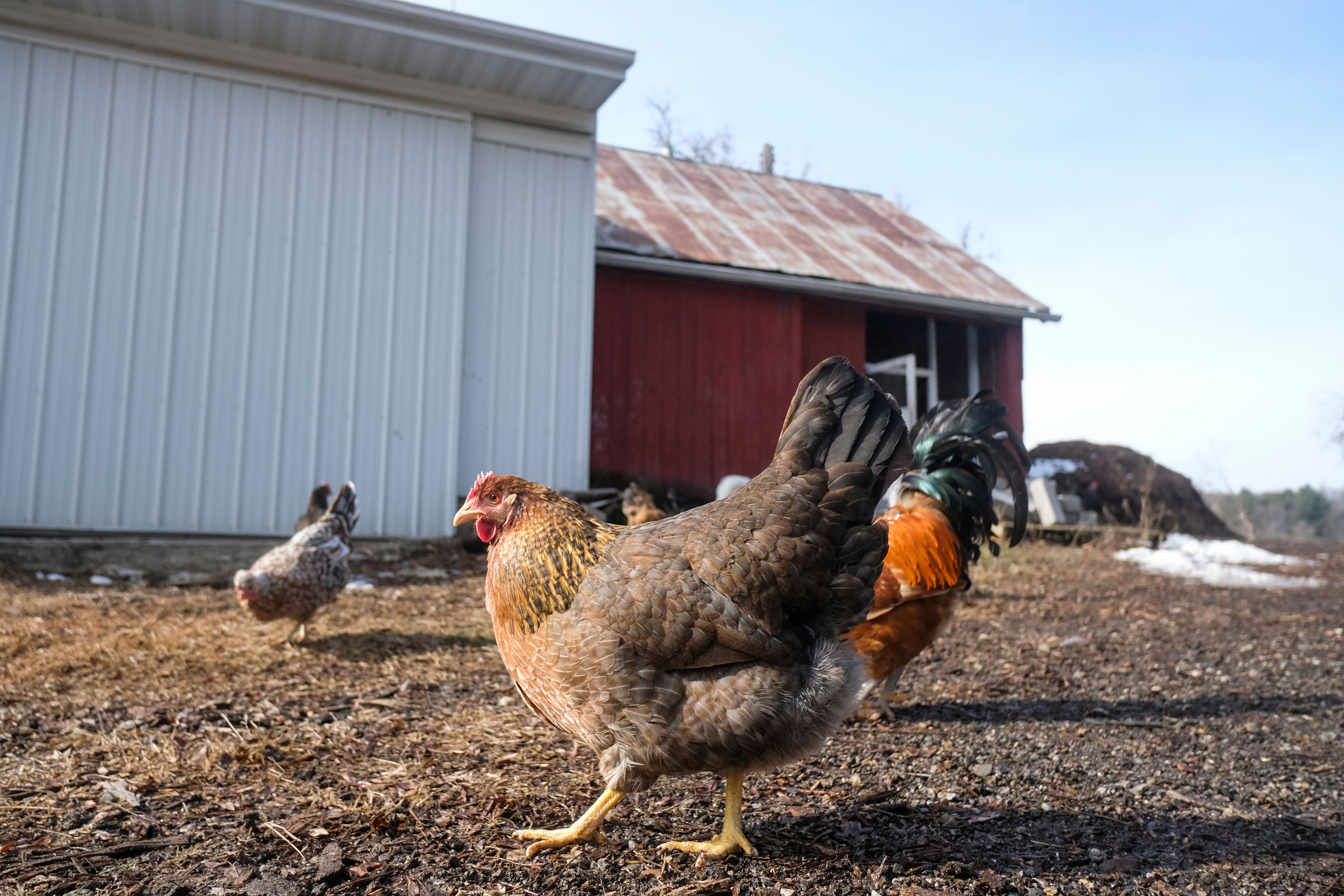 The national egg shortage is tied to a nationwide outbreak of H5N1 bird flu. In response to the virus, millions of egg-laying chickens have been killed