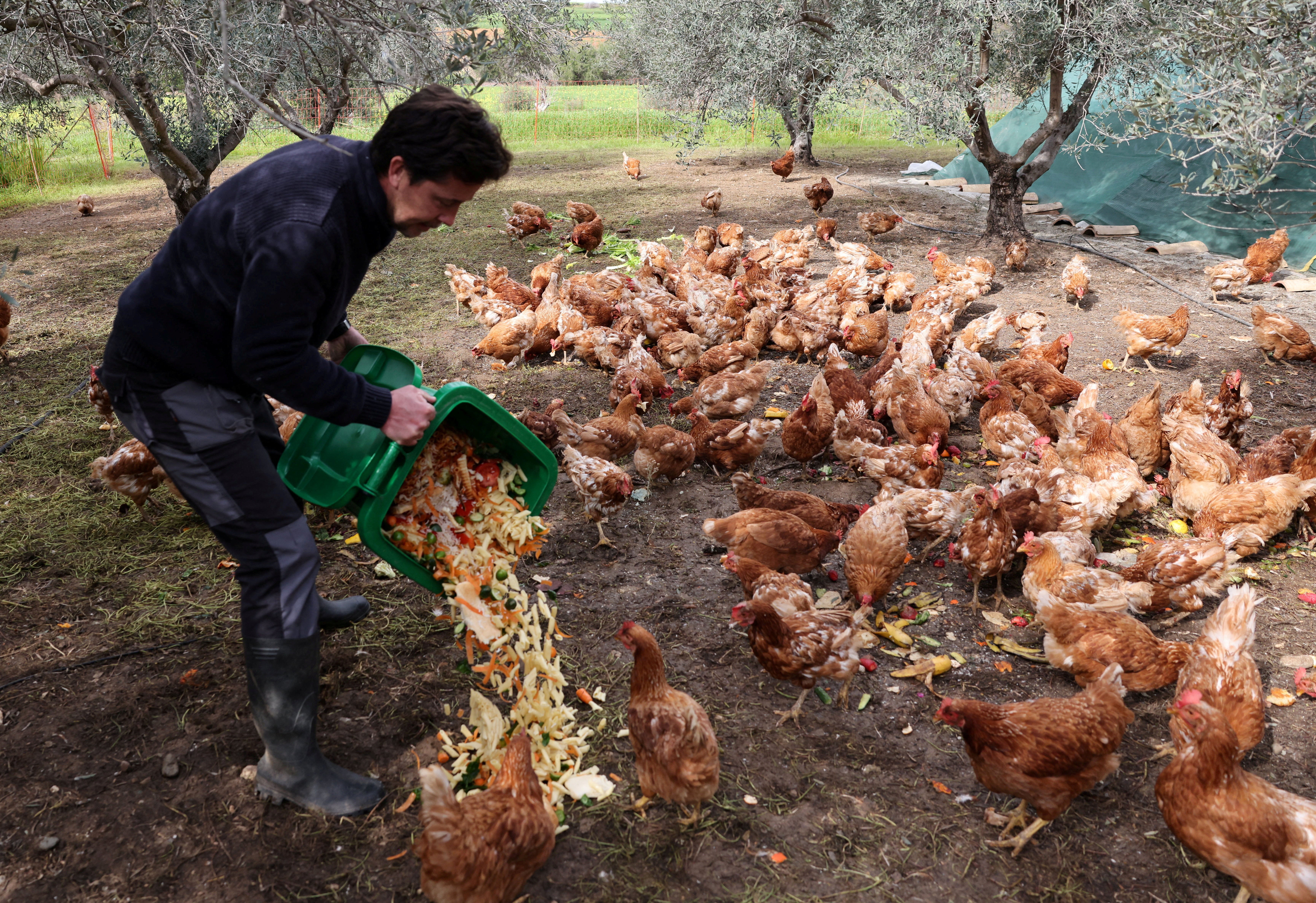 Organic farmer Nicolas Netien feeds retired farm hens with scraps of leftover food at a farm, where hens are used to fertilise and mow olive groves in a pilot project, which has boosted crop yields and helped combat disease