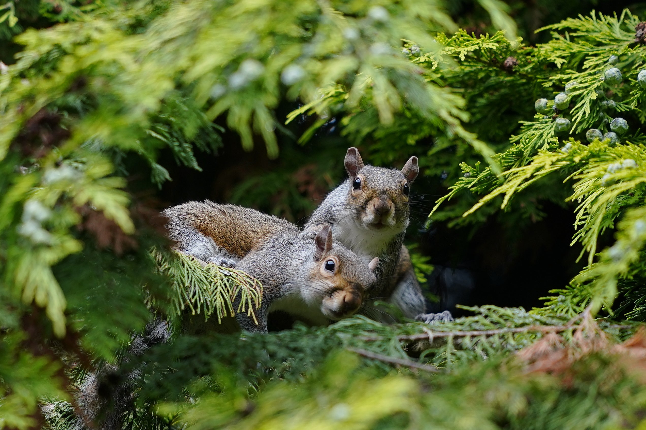 Grey squirrels damage woodlands by stripping bark from trees, with the economic cost of damage – not including impacts on nature – estimated at £37 million a year in England and Wales, officials said