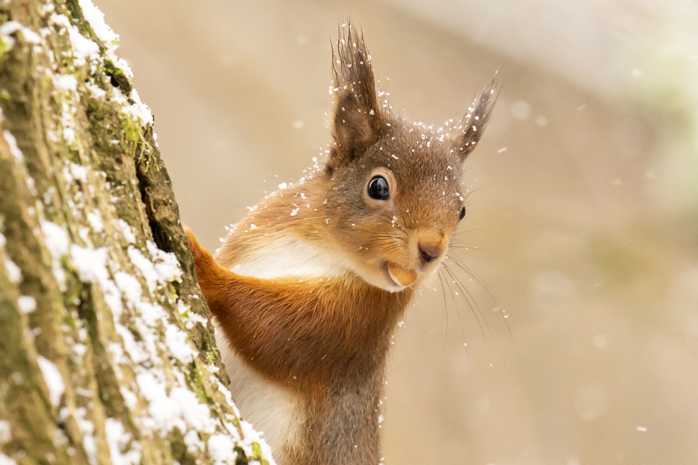 Squirrelpox can rapidly kill red squirrels but does not affect greys (Danny Lawson/PA)