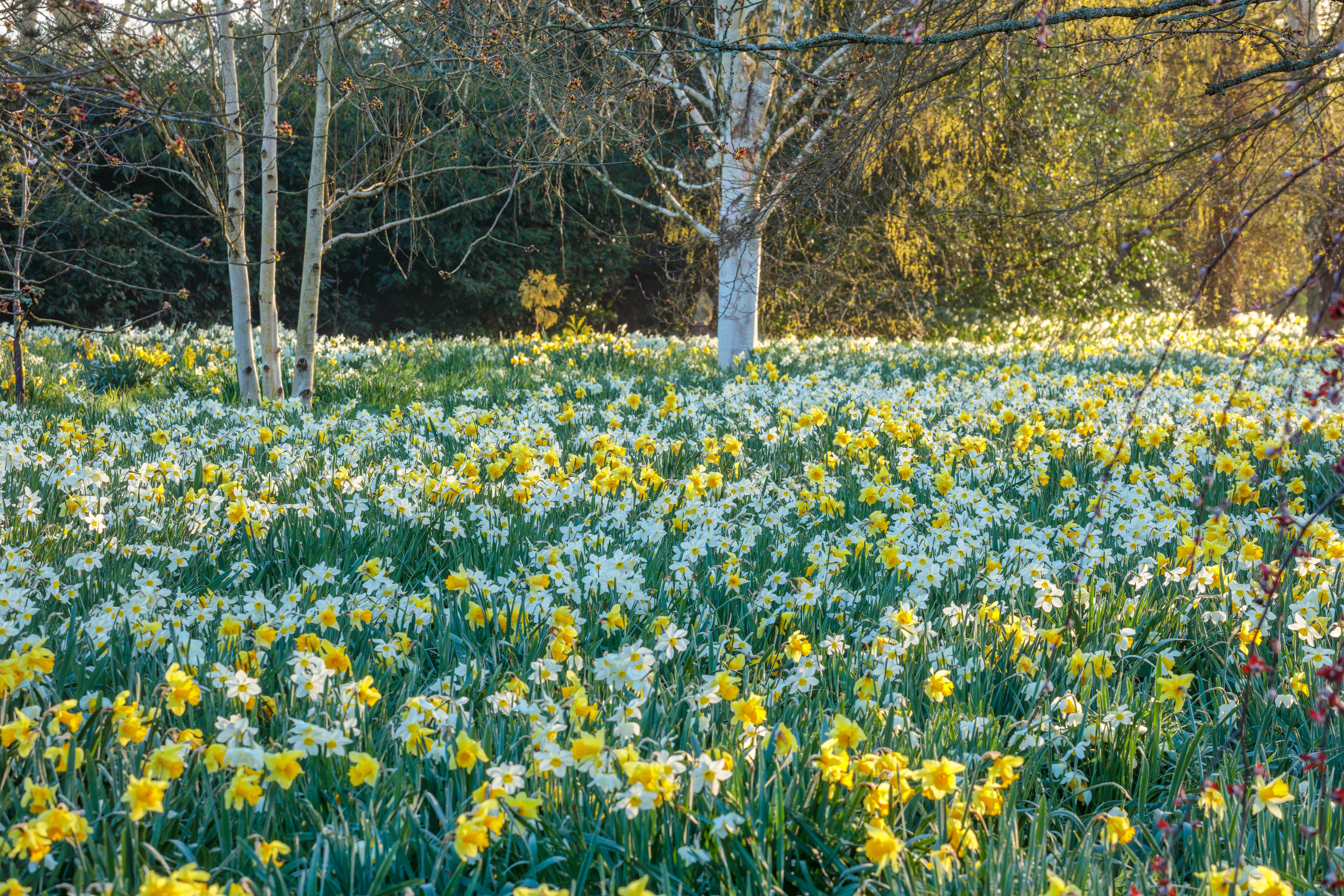 Daffodils at Lower Bowden Manor (Clive Nichols/NGS/PA)