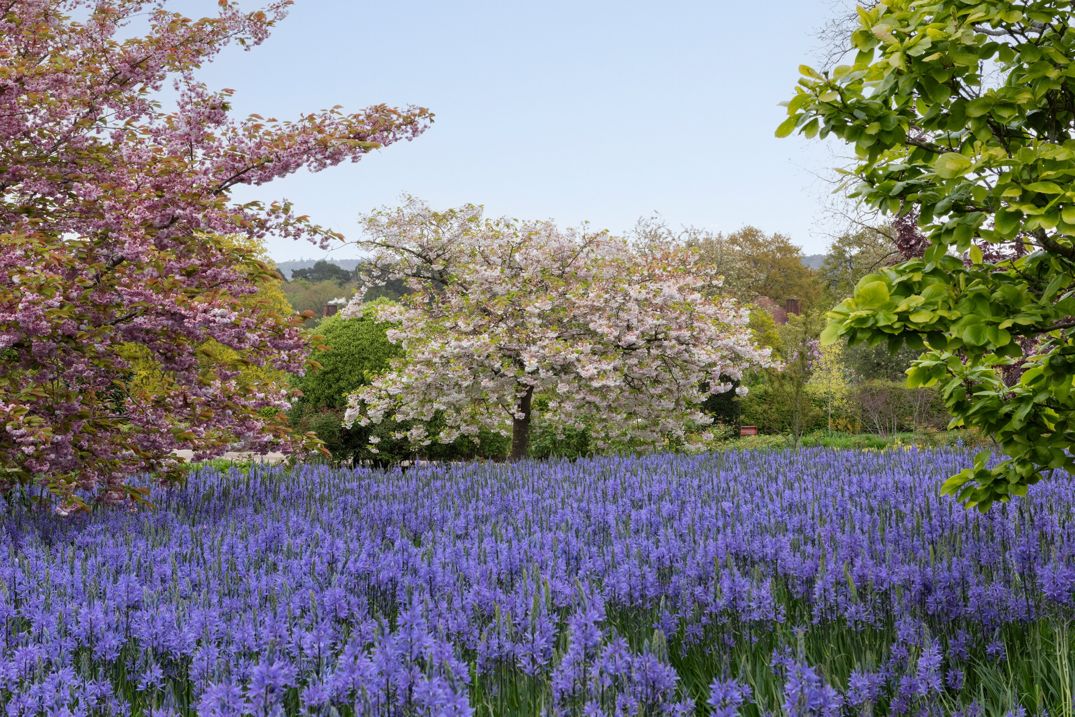 Drifts of camassias at RHS Garden Wisley