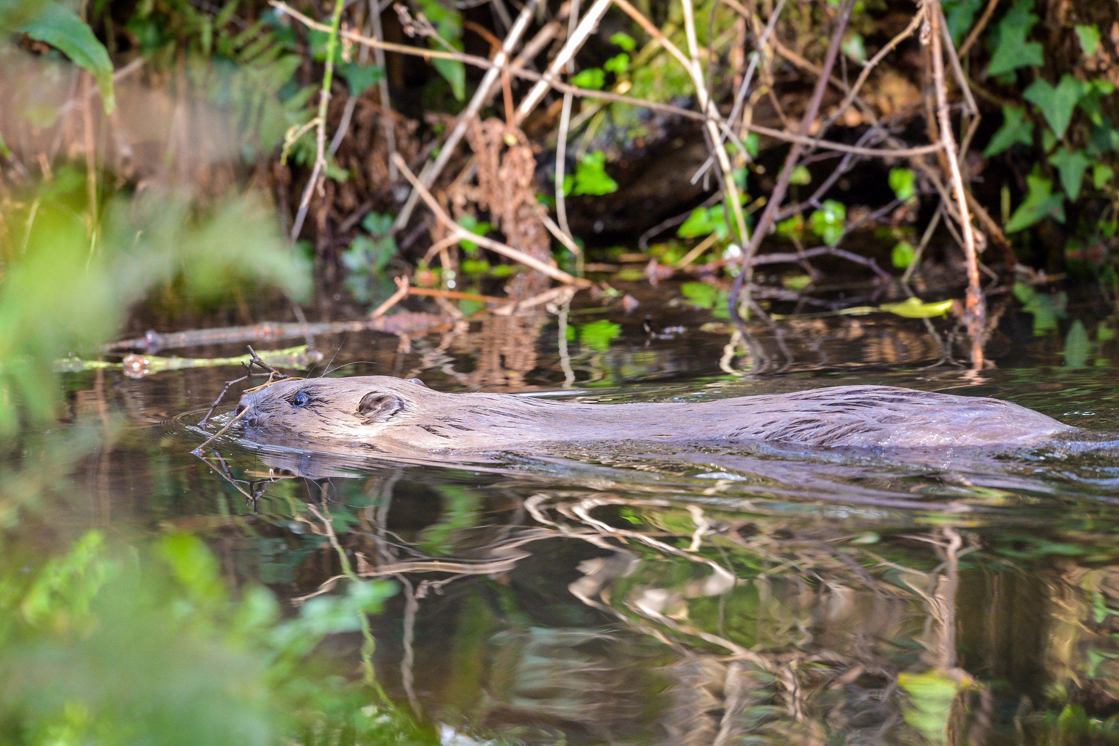 Conservationists are waiting on a decision about wild releases of beavers (Ben Birchall/PA)