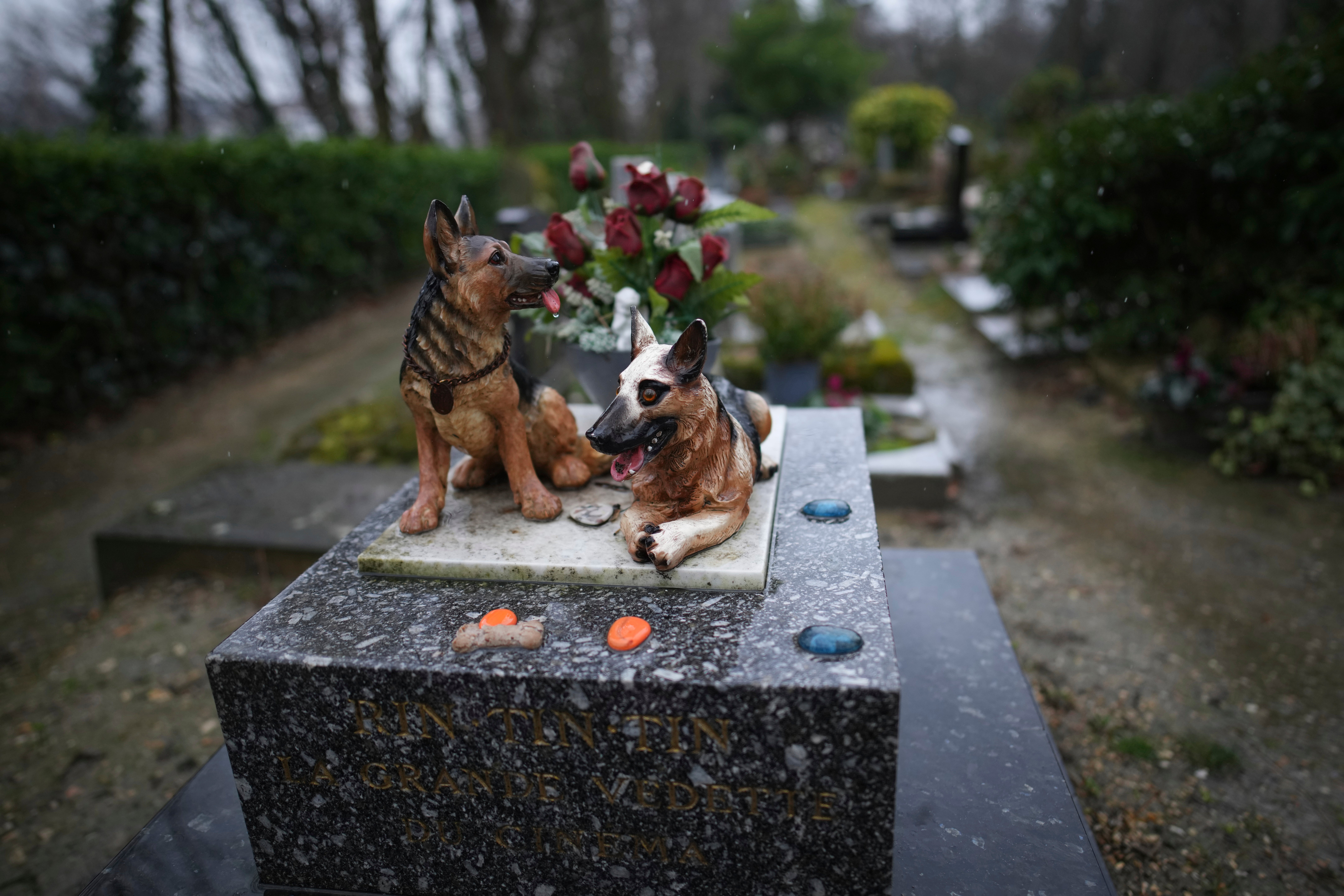 Up to 30,000 people contact Blue Cross each year for pet-loss support