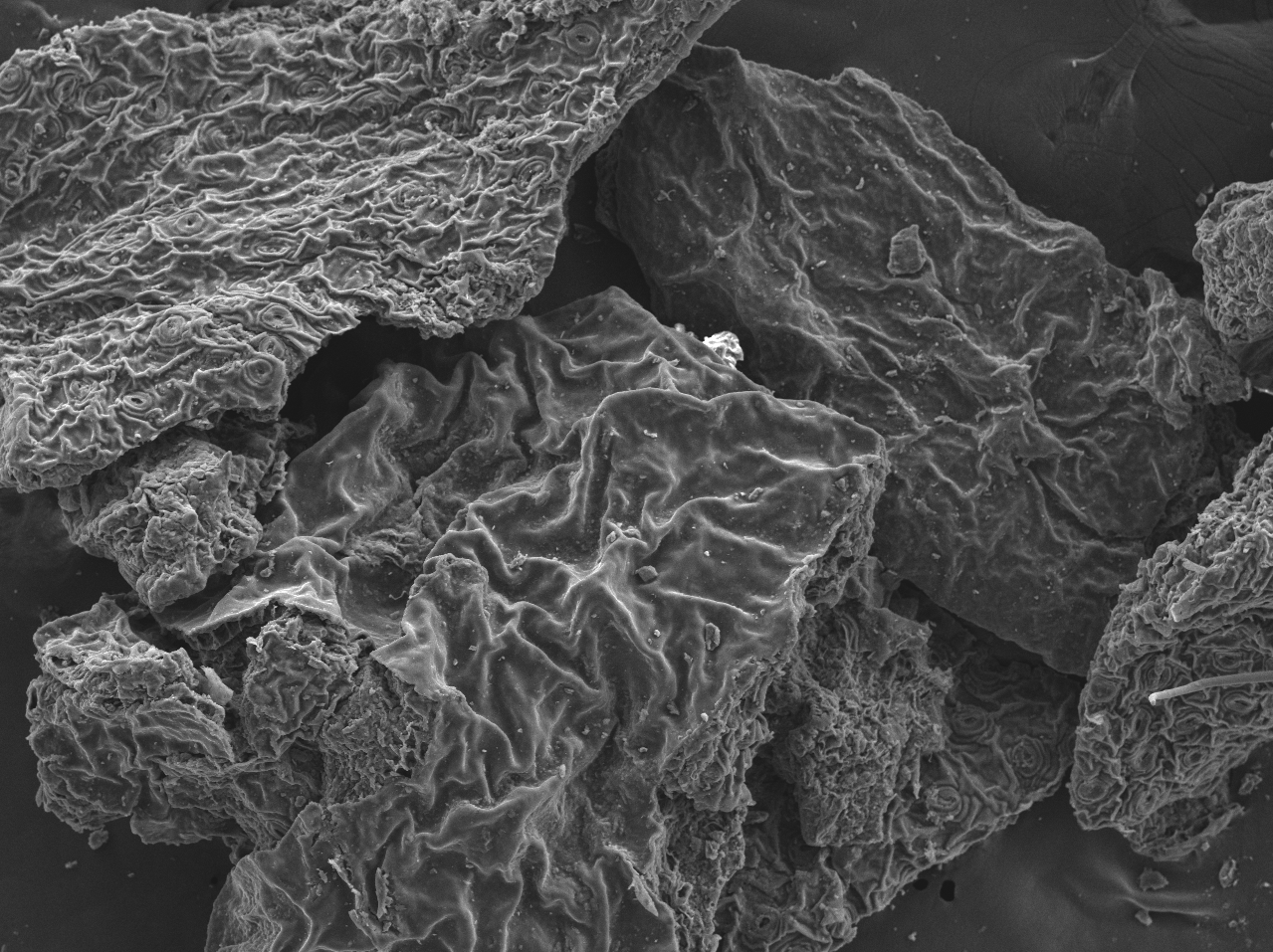 Black tea, which is wilted and fully oxidized, exhibits a wrinkled and surface, potentially increasing the available surface area for adsorption