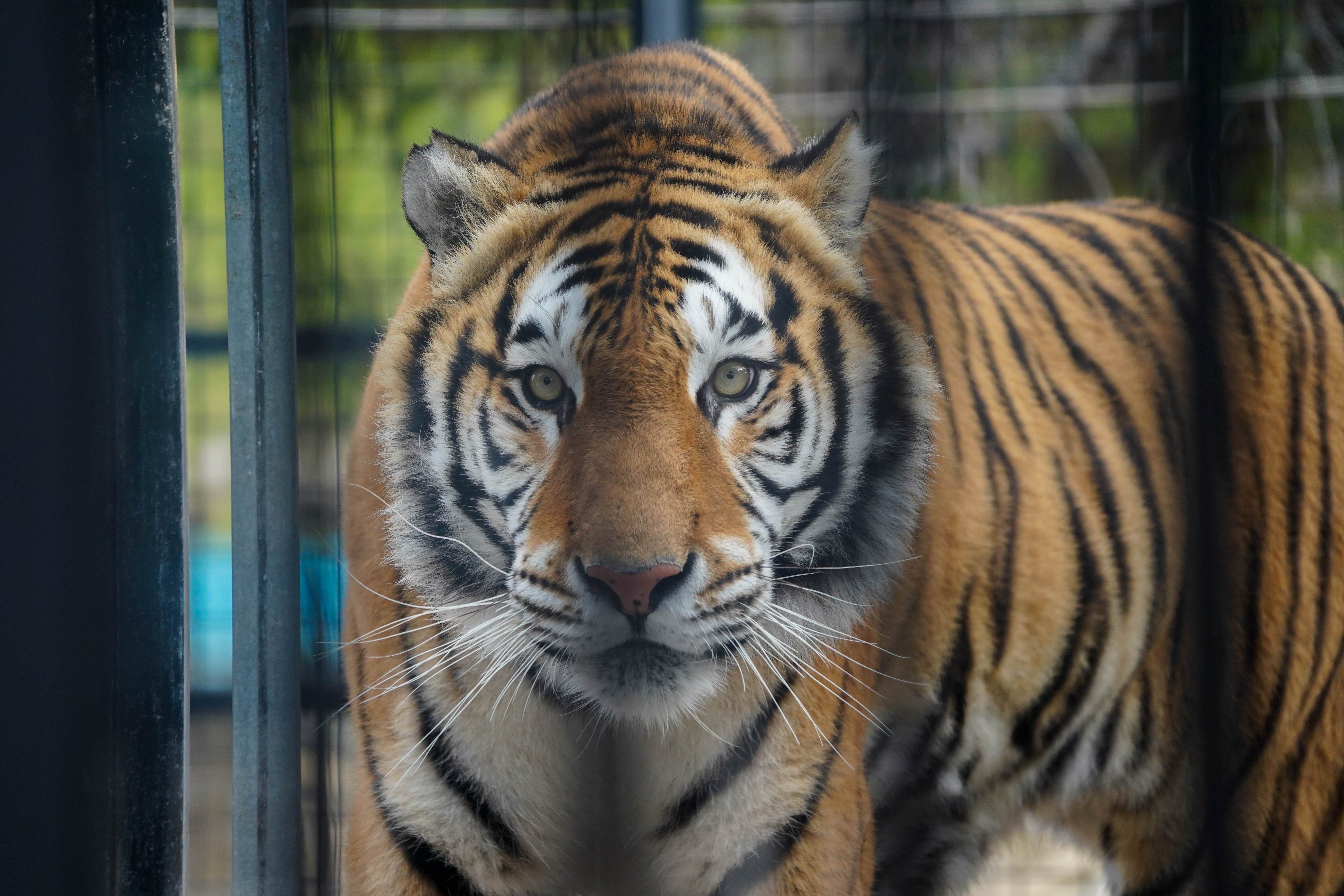 Aqua is a rescue tiger (Noah’s Ark Zoo Farm/PA)