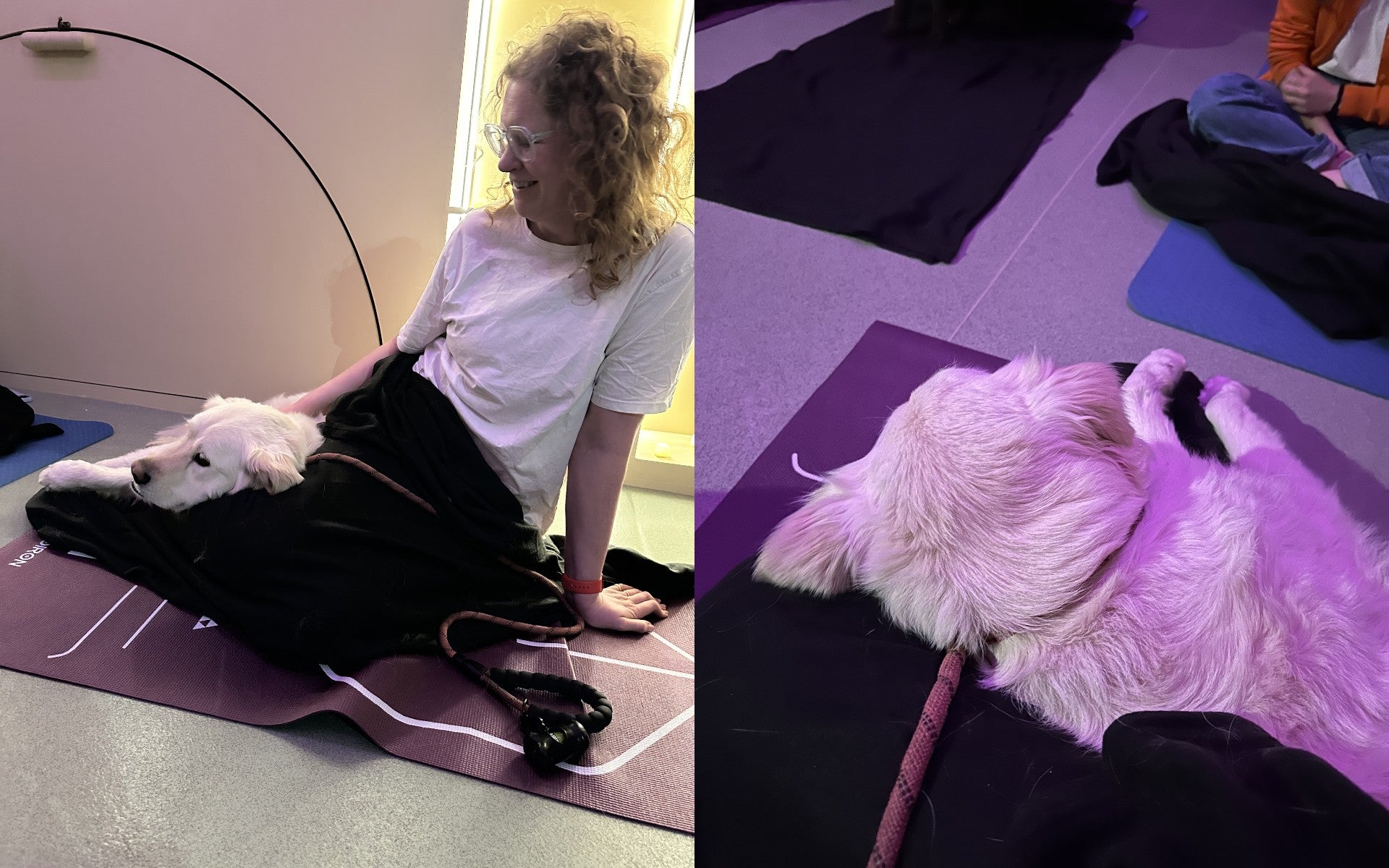 ‘Sybil, who has never knowingly had a thought, clacked her chops agreeably’