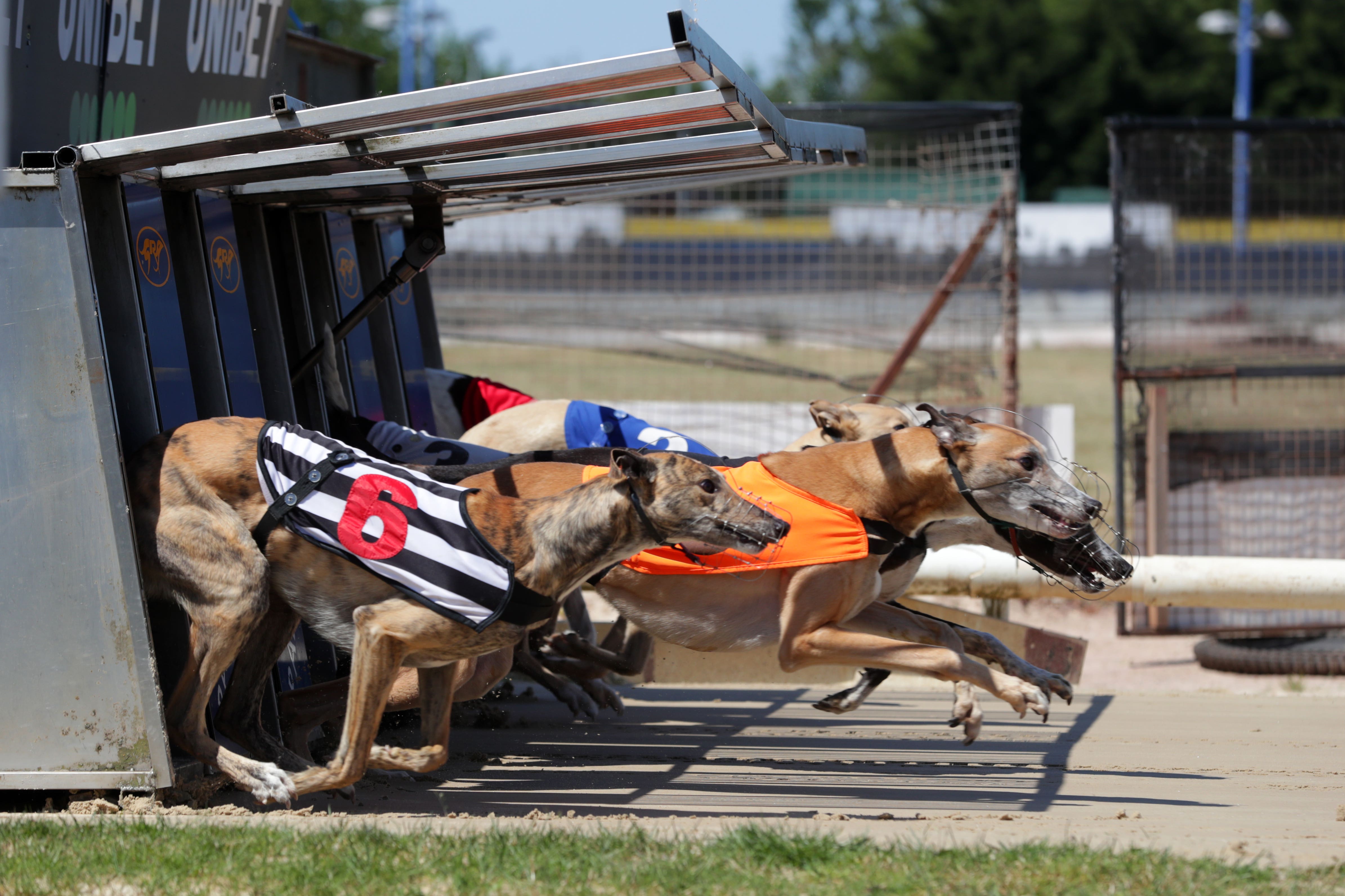 Greyhounds run out of the traps at the start of the 12:51 race at Perry Barr Greyhound Stadium (PA)