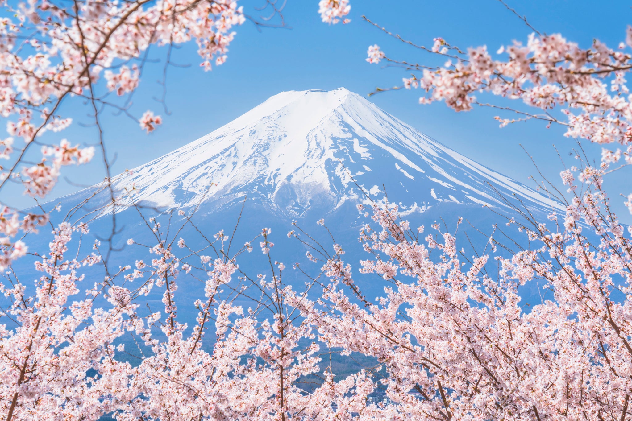 In bloom: Fuji-Hakone-Izu National Park is a great location to appreciate Mount Fuji
