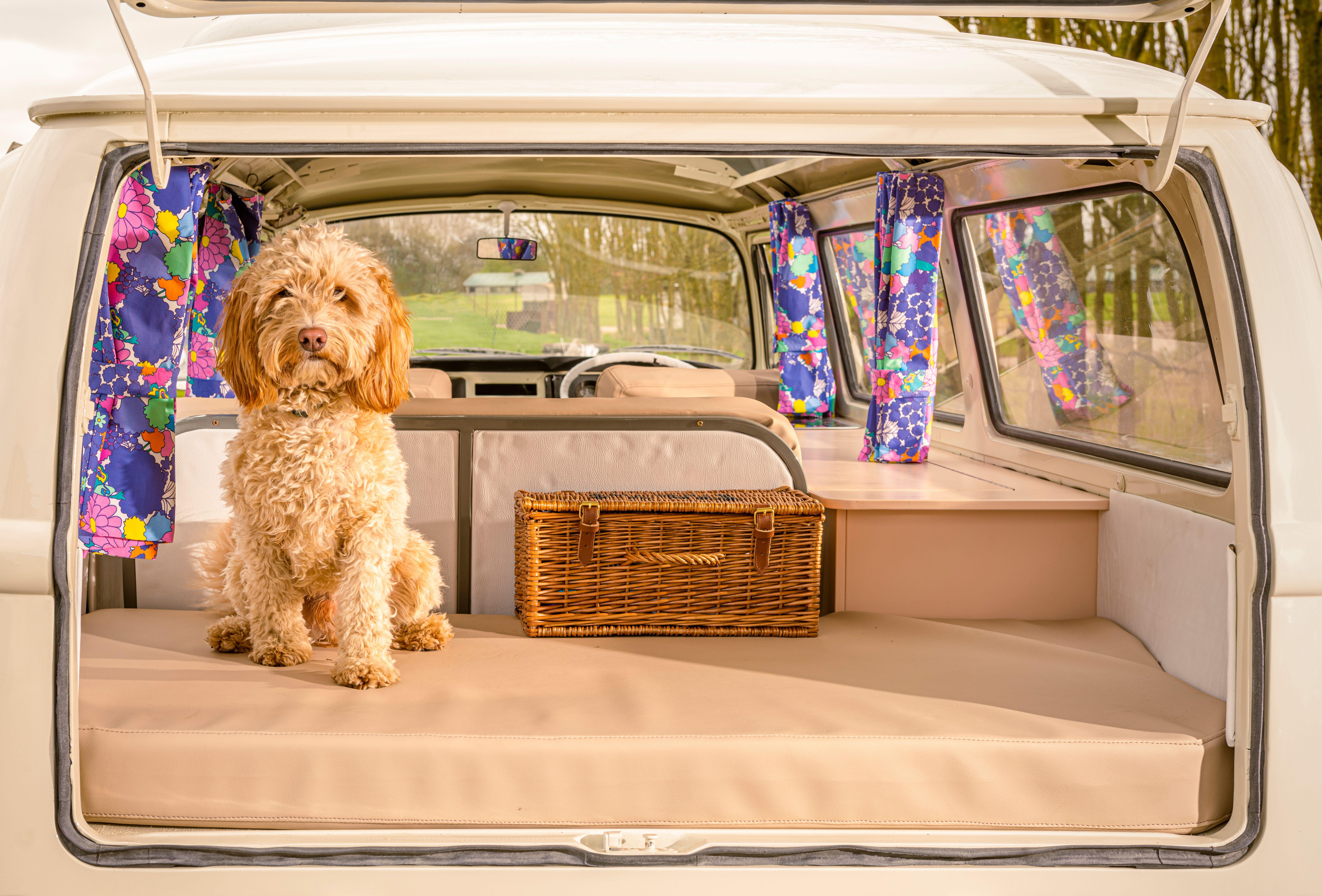 More often than not, pets can come alone on a motorhome holiday