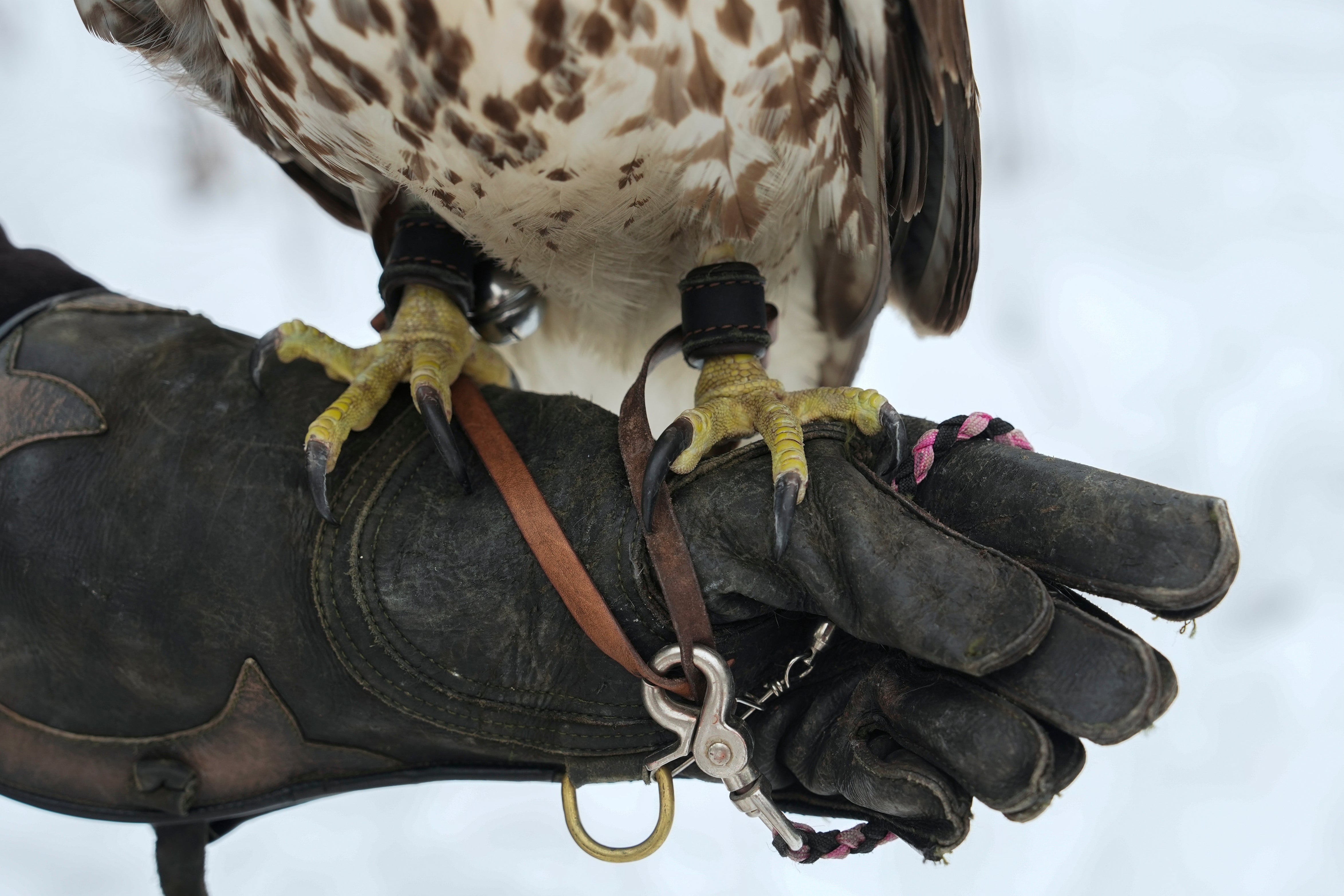 Climate Changing Falconry