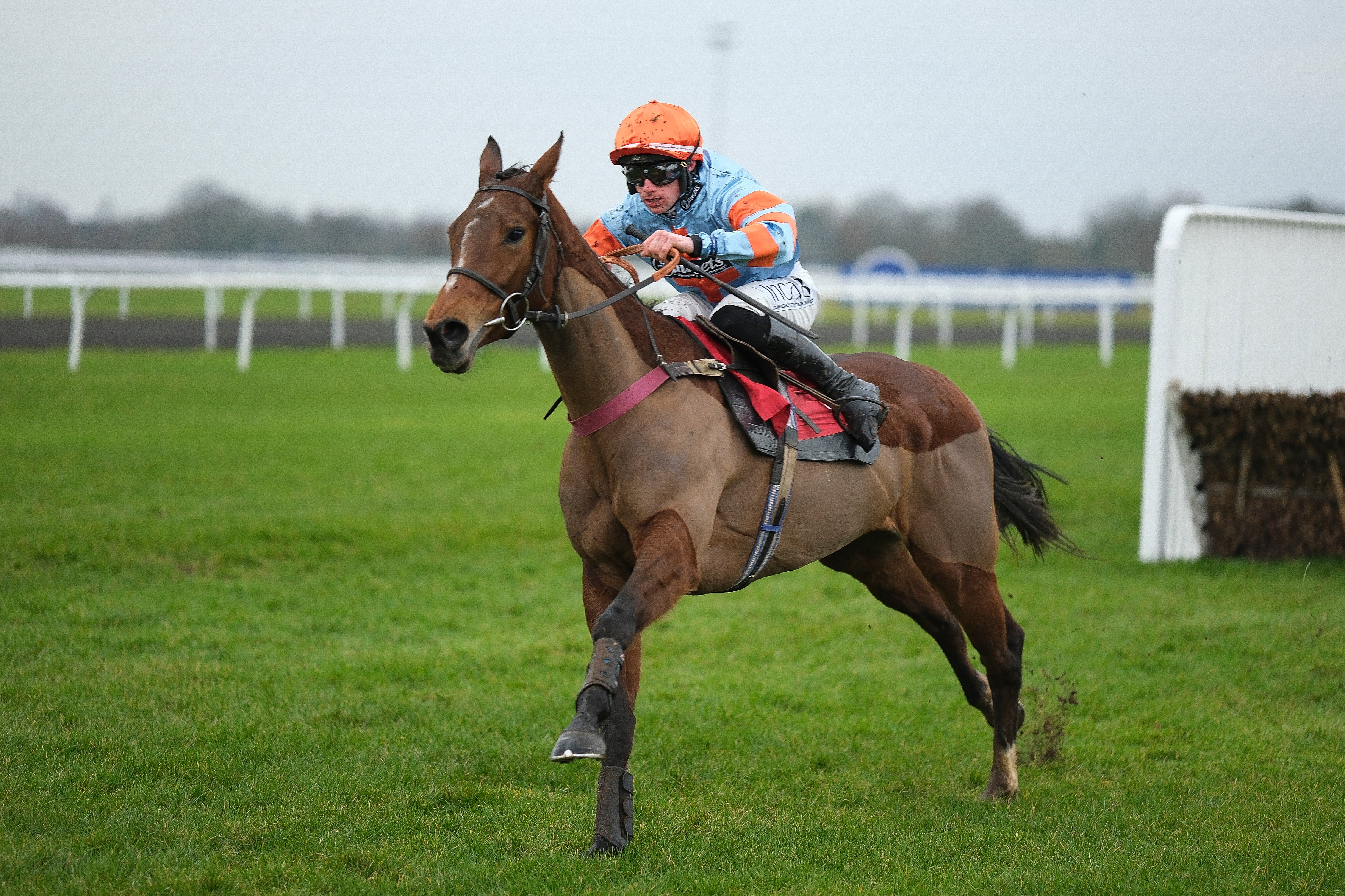 Epinephrine has a good chance of victory for Venetia Williams at Newbury