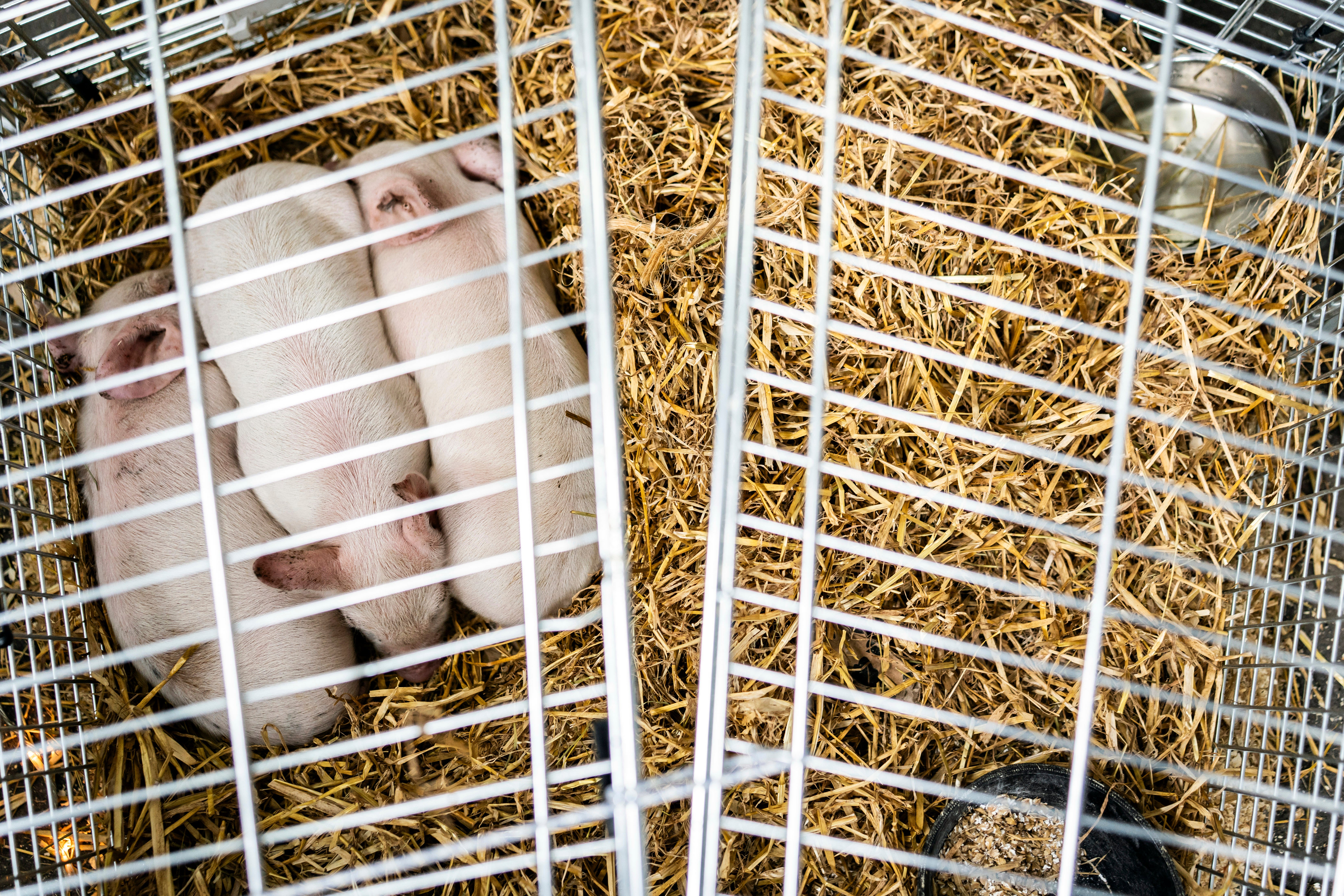 Denmark Exhibition Starving Piglets