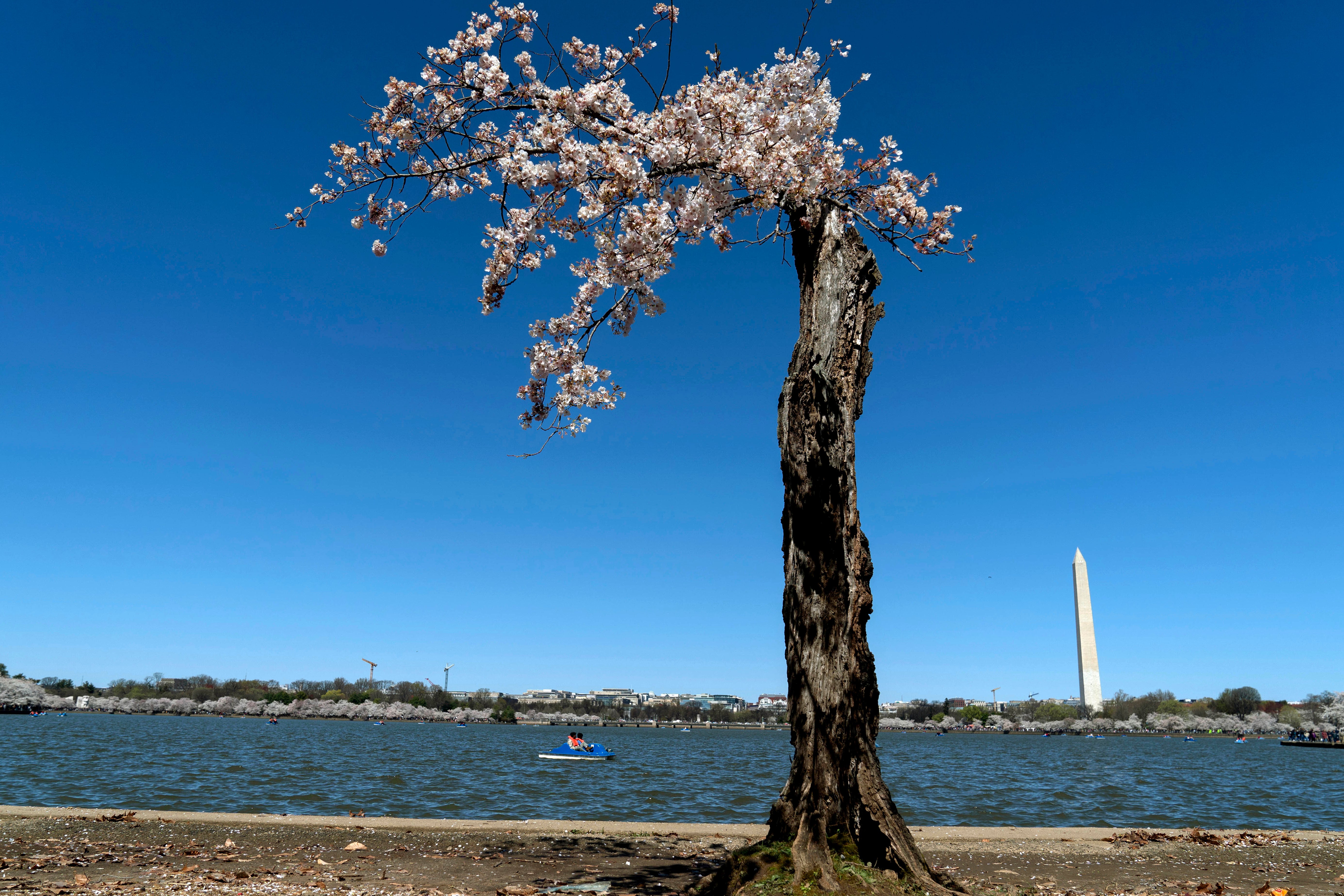 DC Cherry Blossoms