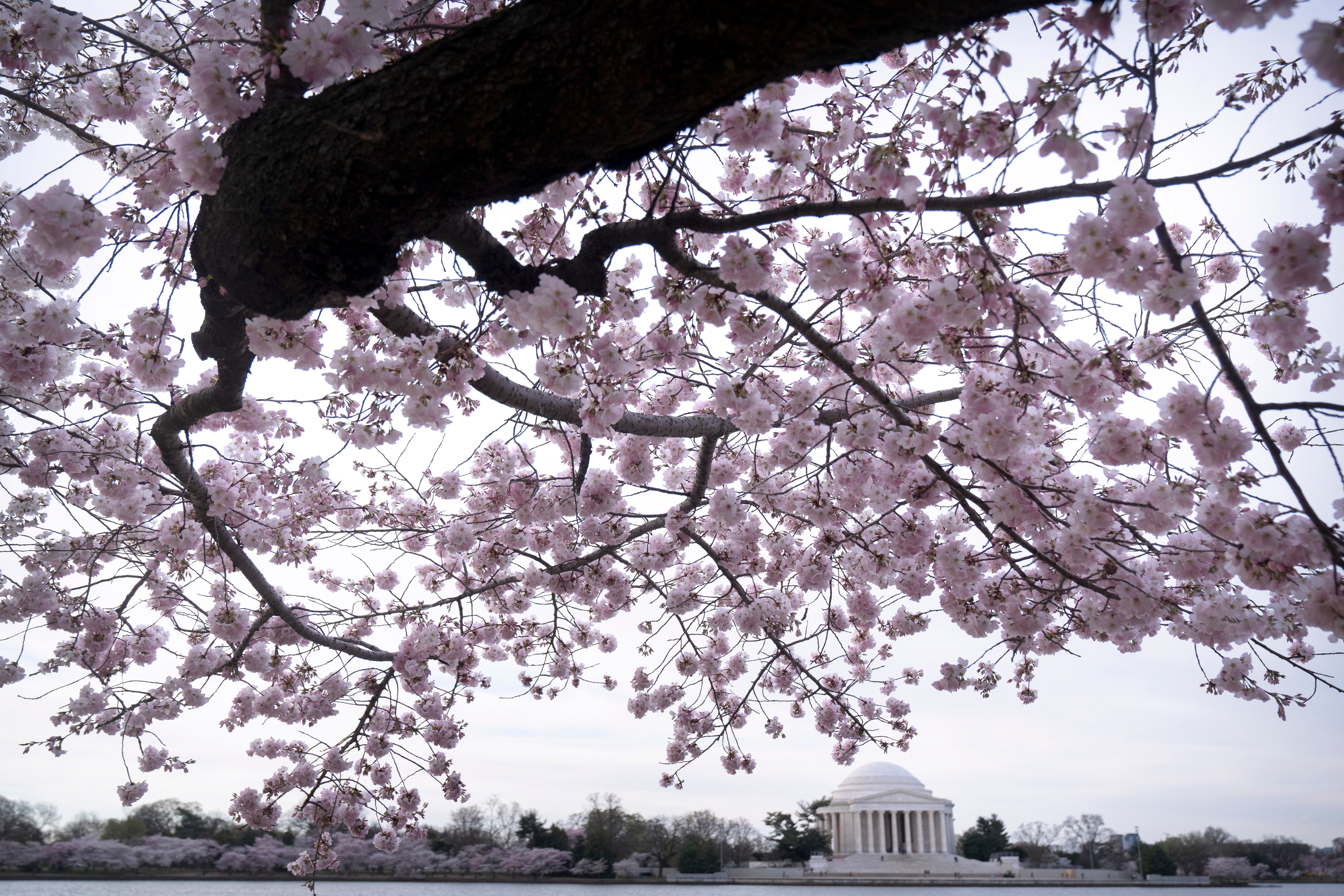 DC Cherry Blossoms