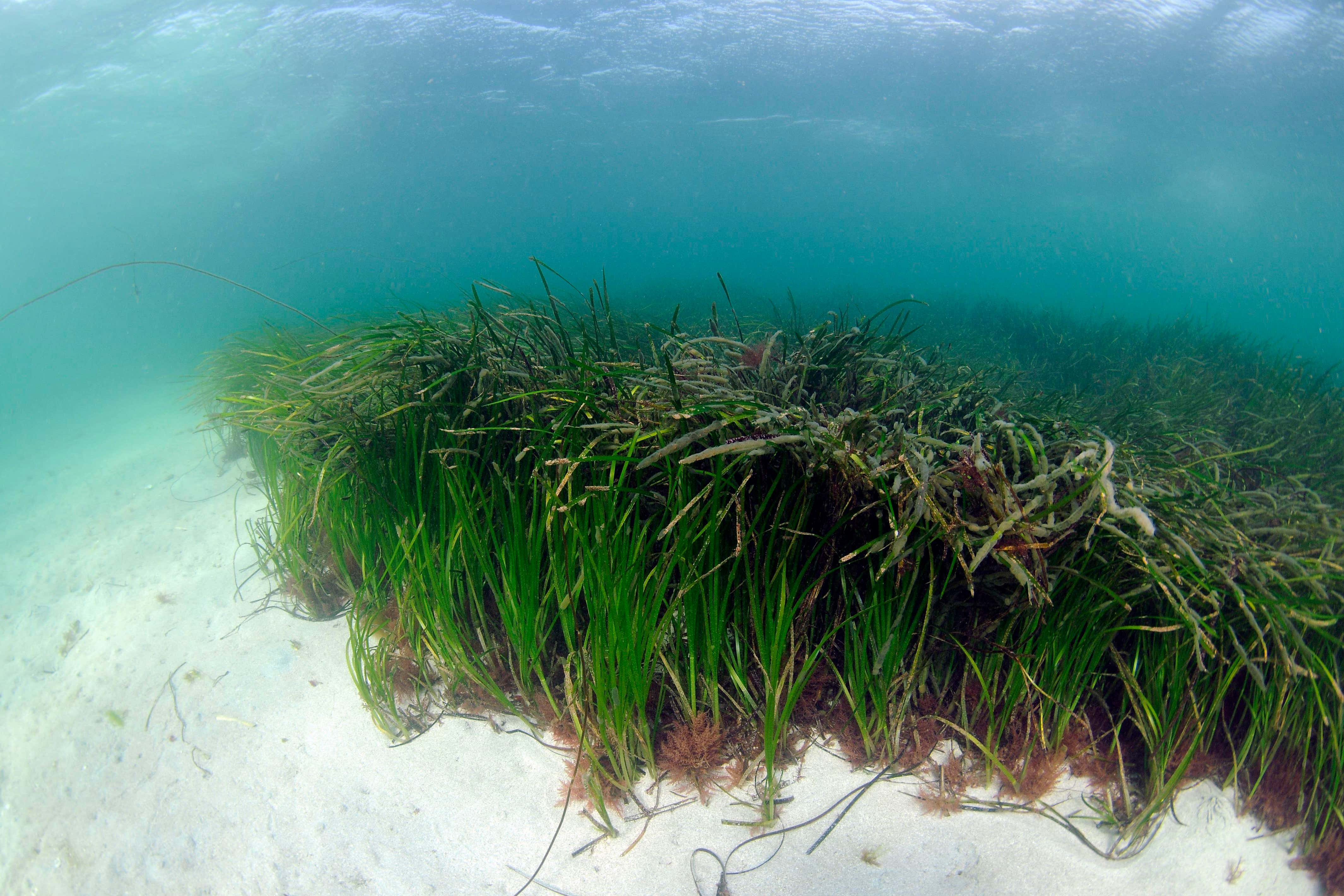 Seagrass is home to thousands of species, providing food and shelter (Ben James/NatureScot/PA)