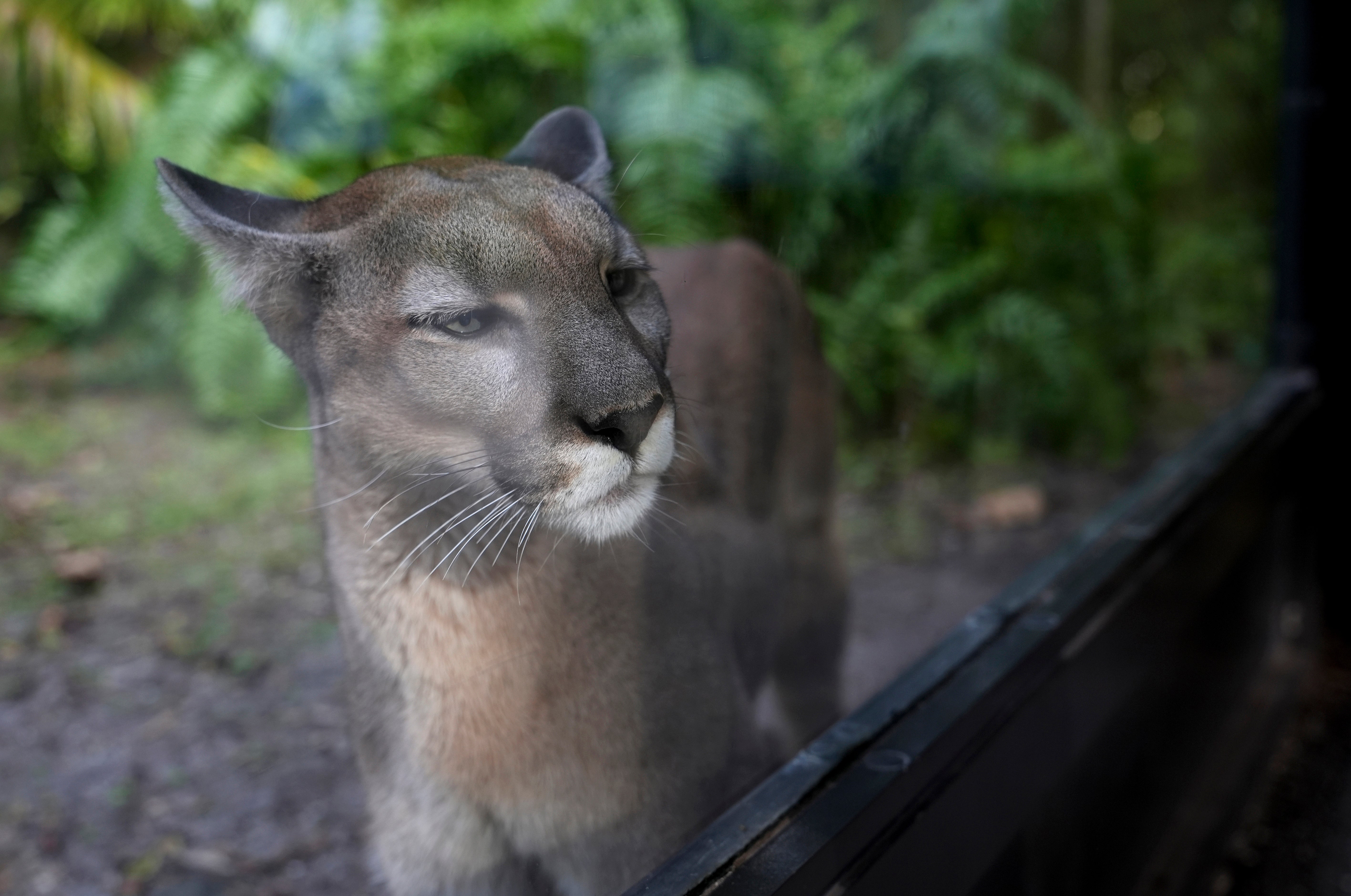A Florida panther