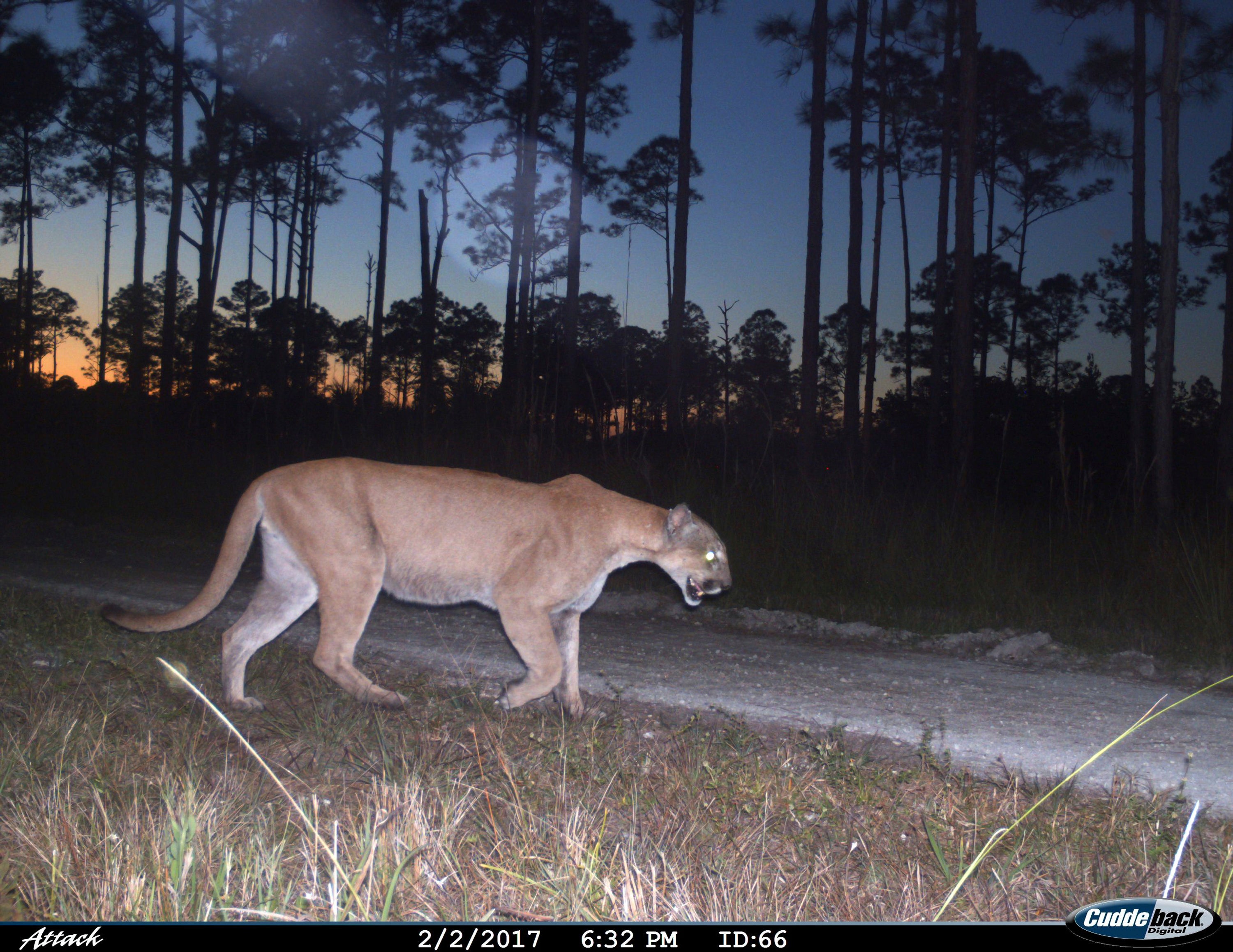 This image from a US Fish and Wildlife Service motion-activated camera shows a Florida panther at Florida Panther National Wildlife Refuge