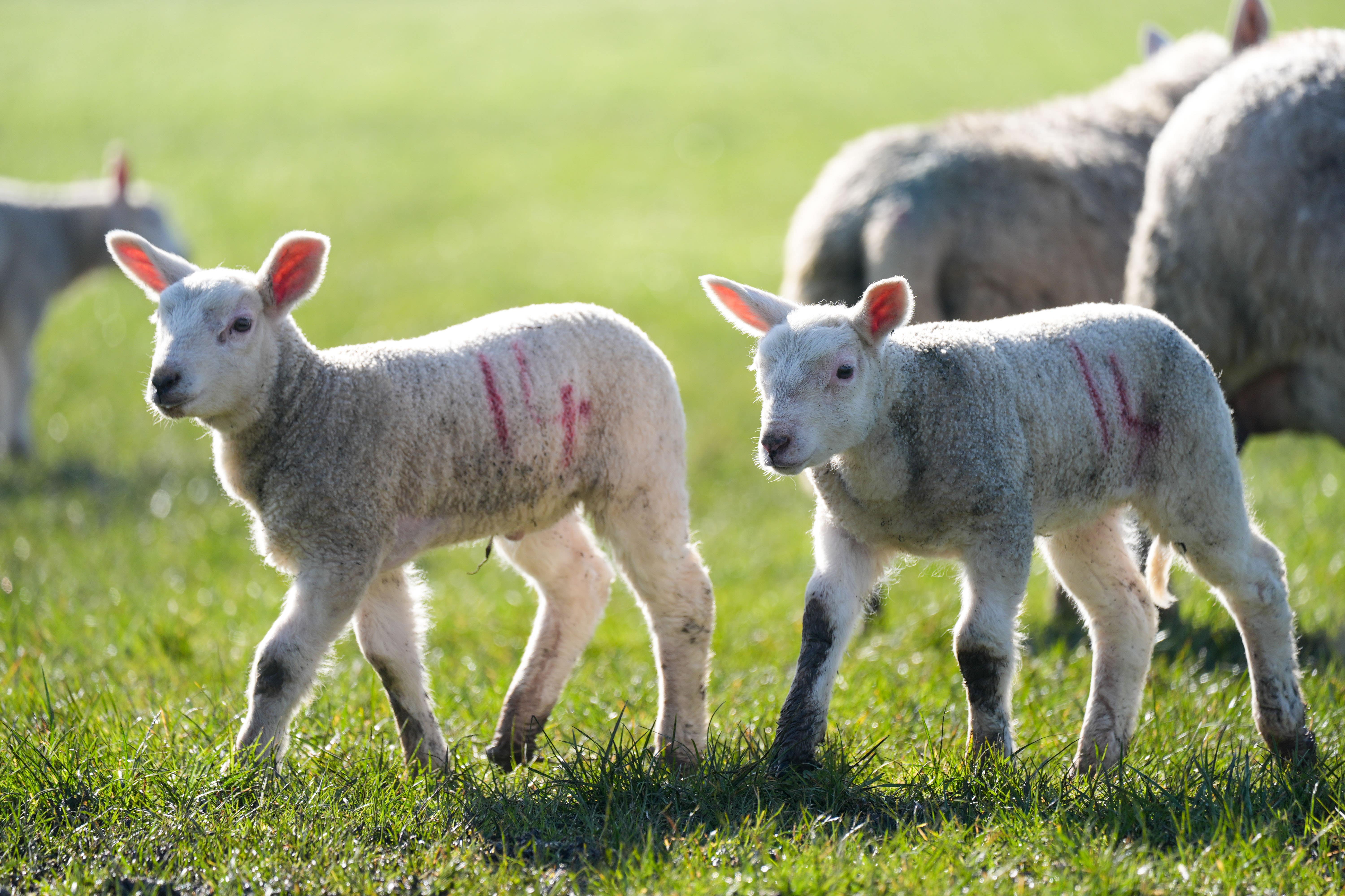 Lambs in Warwickshire as spring has sprung (Jacob King/PA)