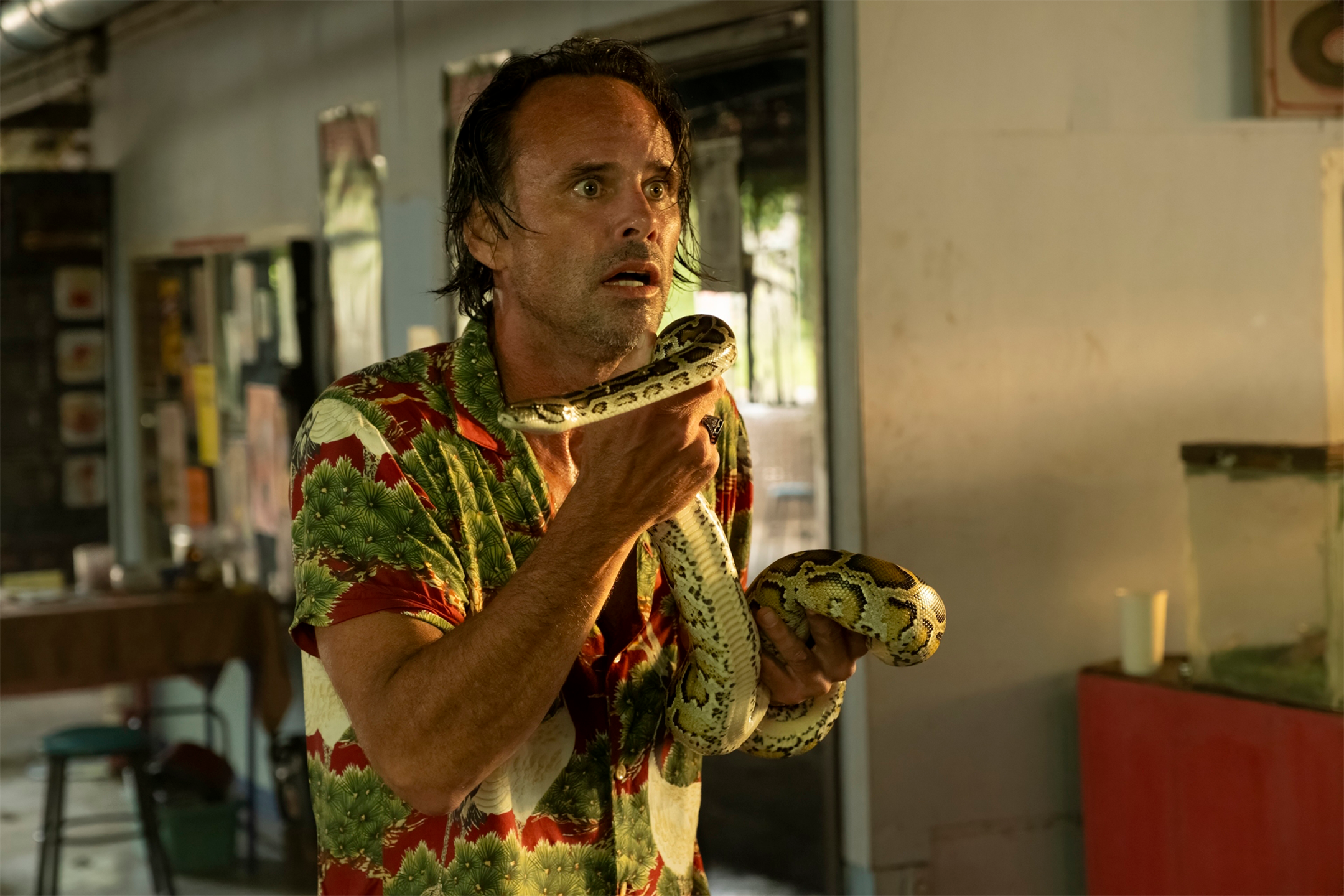 Walton Goggins holds a snake in episode three of The White Lotus season three