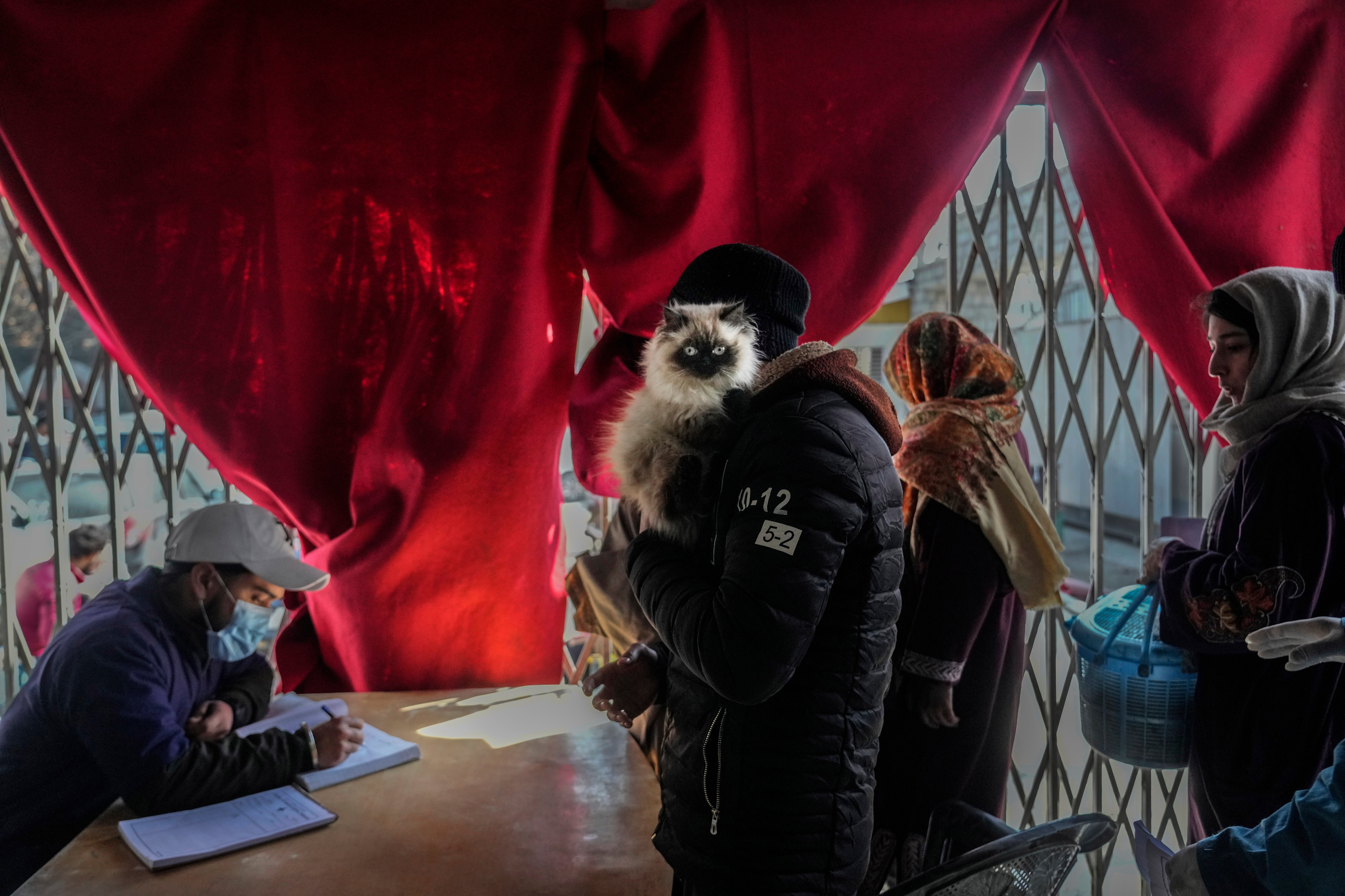 India Kashmir Cats Photo Gallery