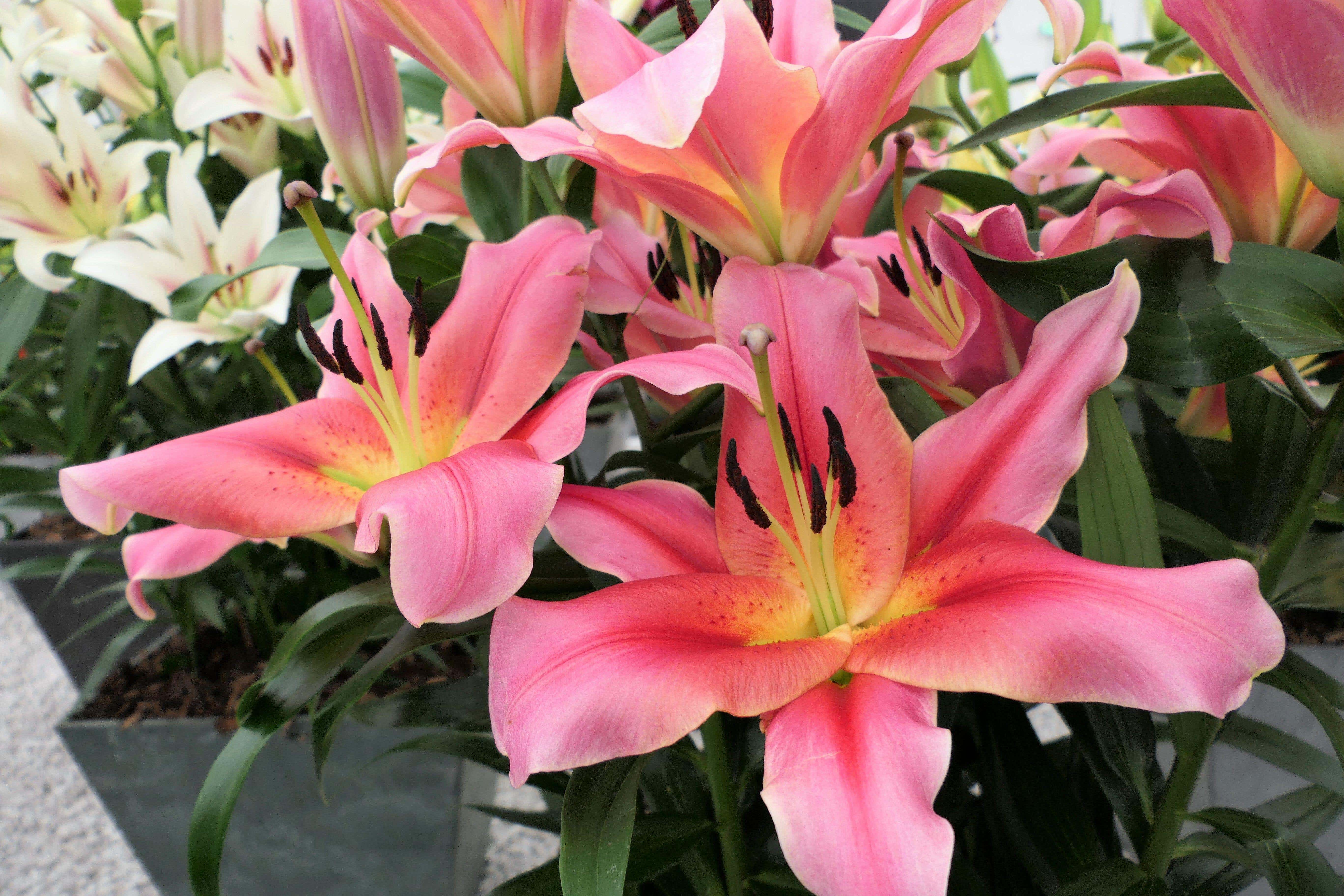 Lilies are a lovely summer pick