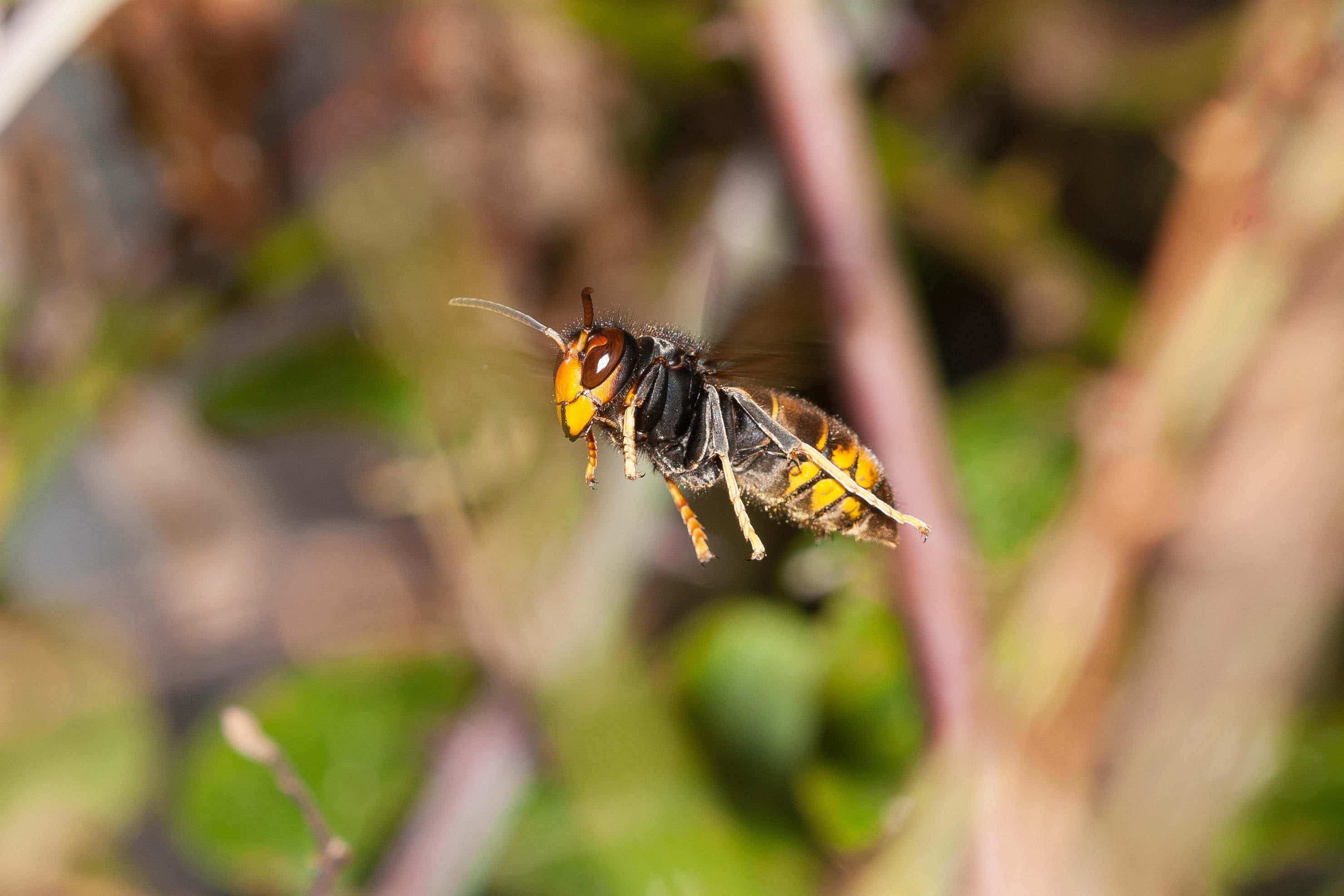An Asian or yellow-legged hornet in flight
