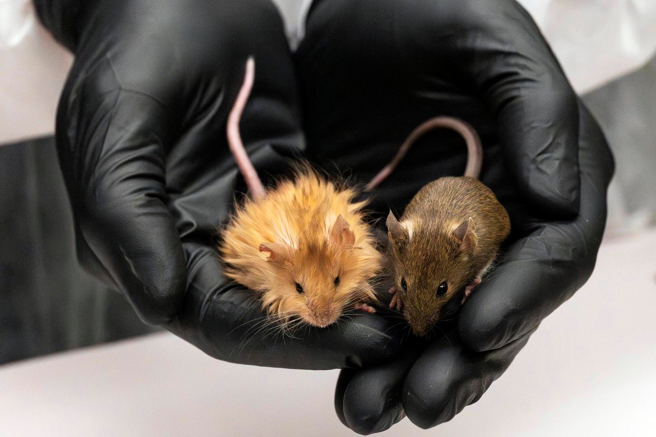 A genetically modified woolly mouse, left, next to a regular mouse
