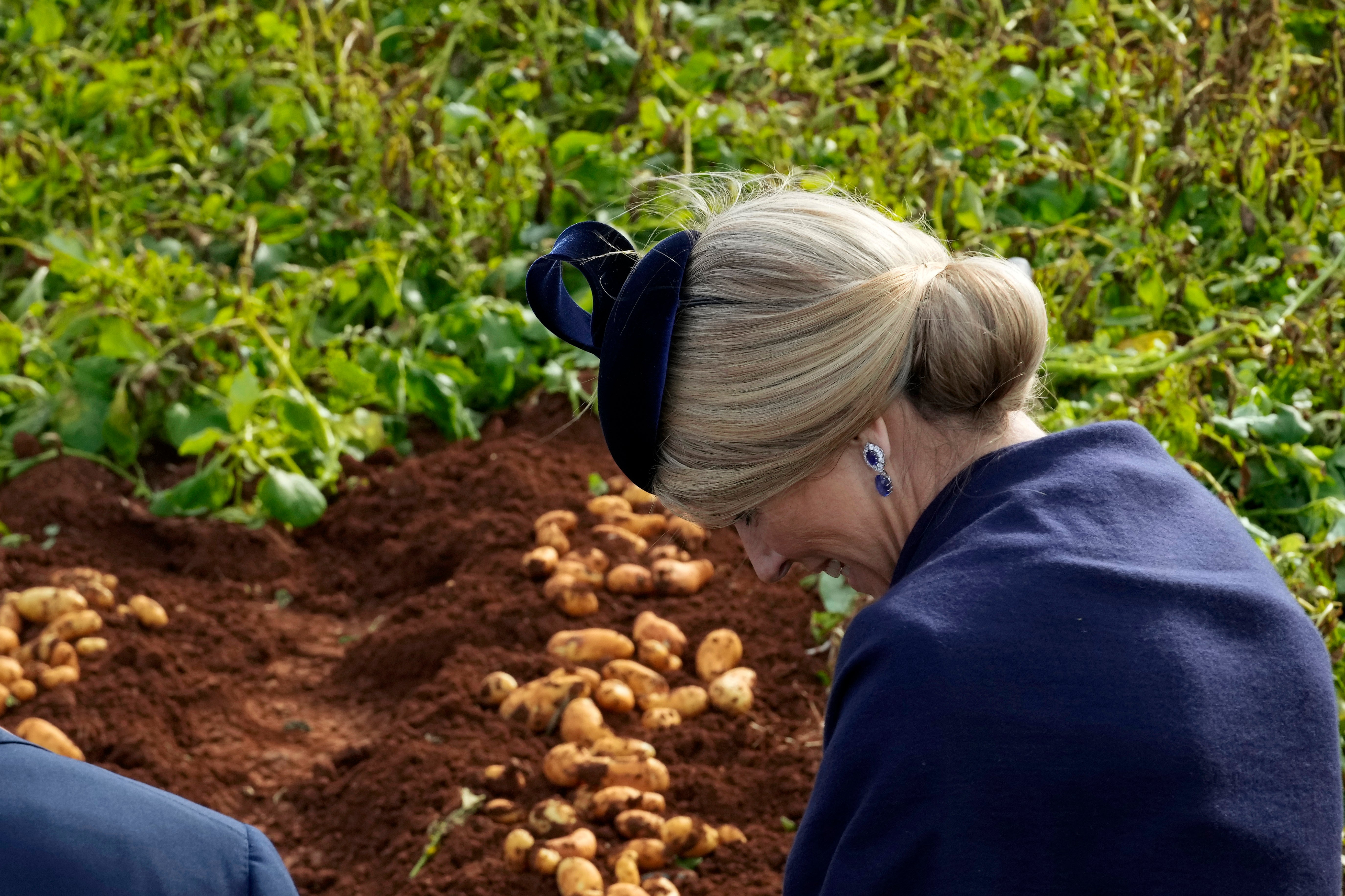 Cyprus Netherlands Royals