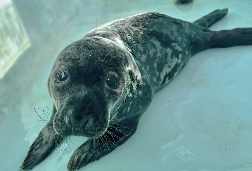 Chappy, a gray seal cub who was found stranded on the streets of New Haven, Connecticut in February, has died from gastrointestinal issues