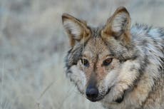 More endangered Mexican gray wolves are roaming the southwestern US, annual survey shows