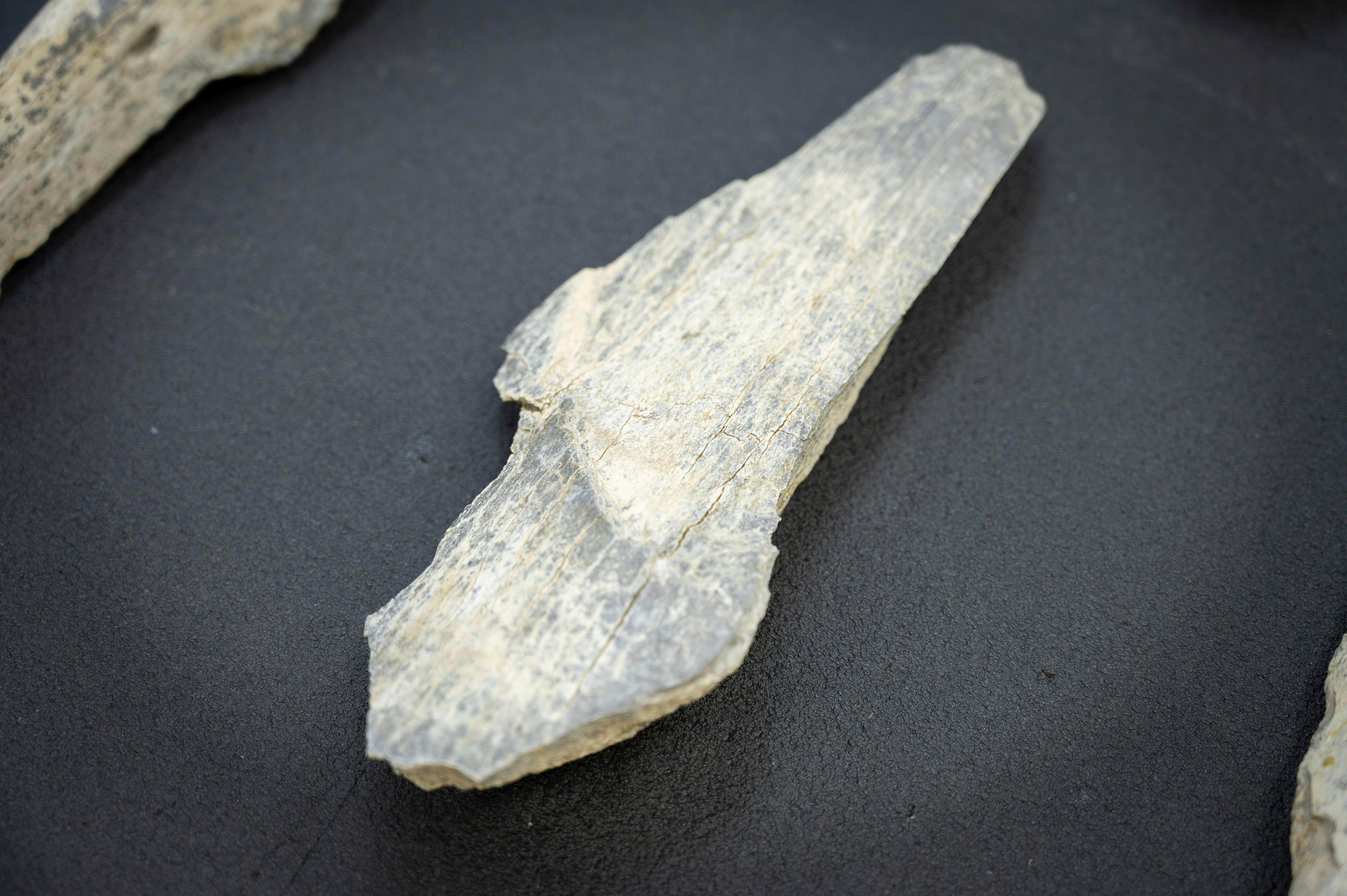 Ancient Bone Tools