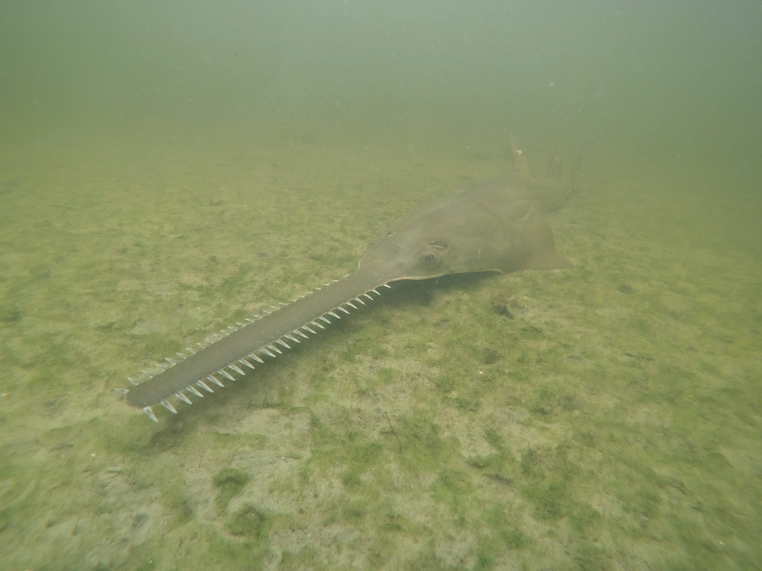 Spinning Sawfish