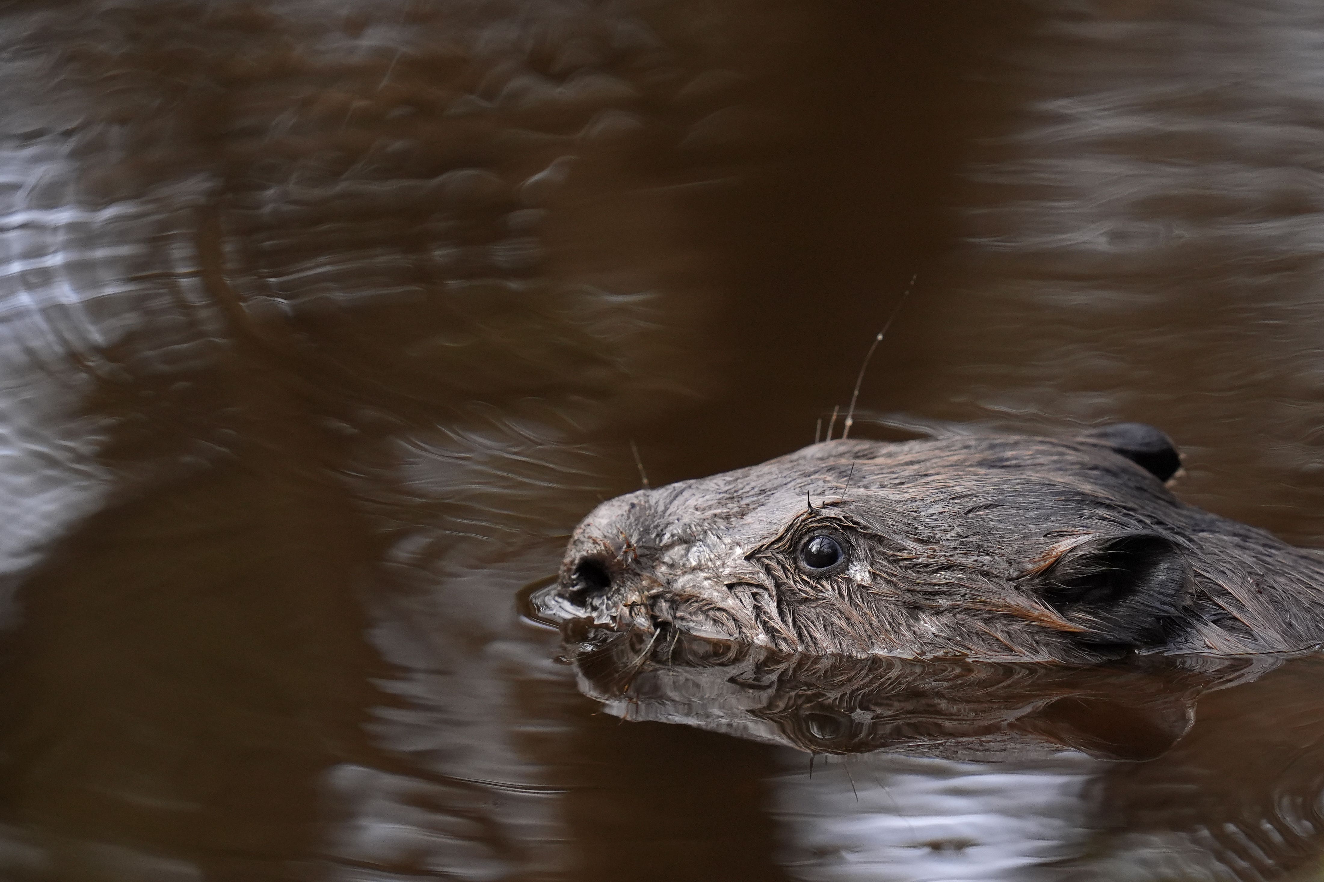 A beaver swims in the water (Andrew MAtthews/PA)