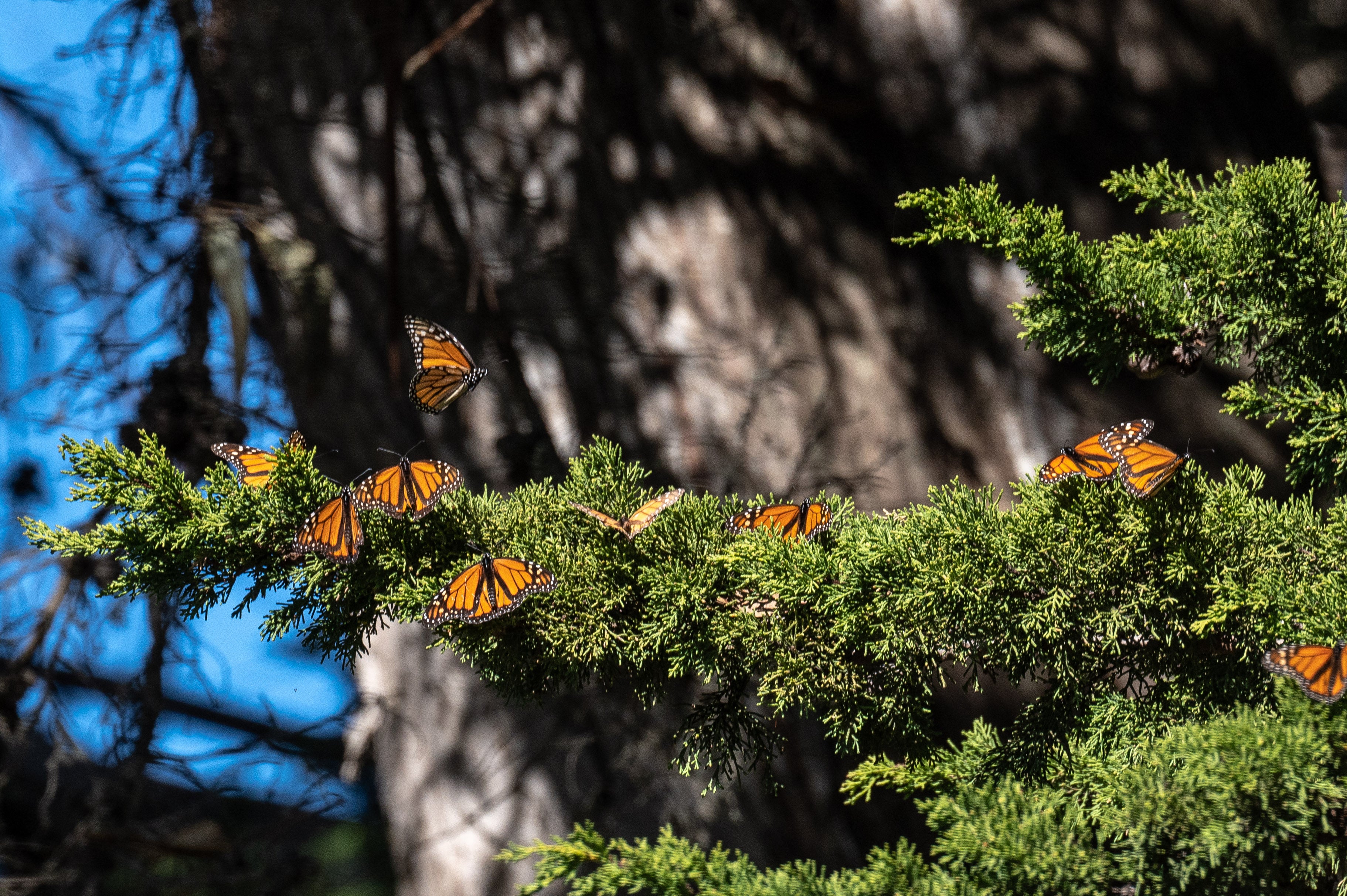Monarch butterflies, of the country’s most iconic butterflies, are threatened by climate change. U.S. officials previously announced a decision to extend federal protections to the species