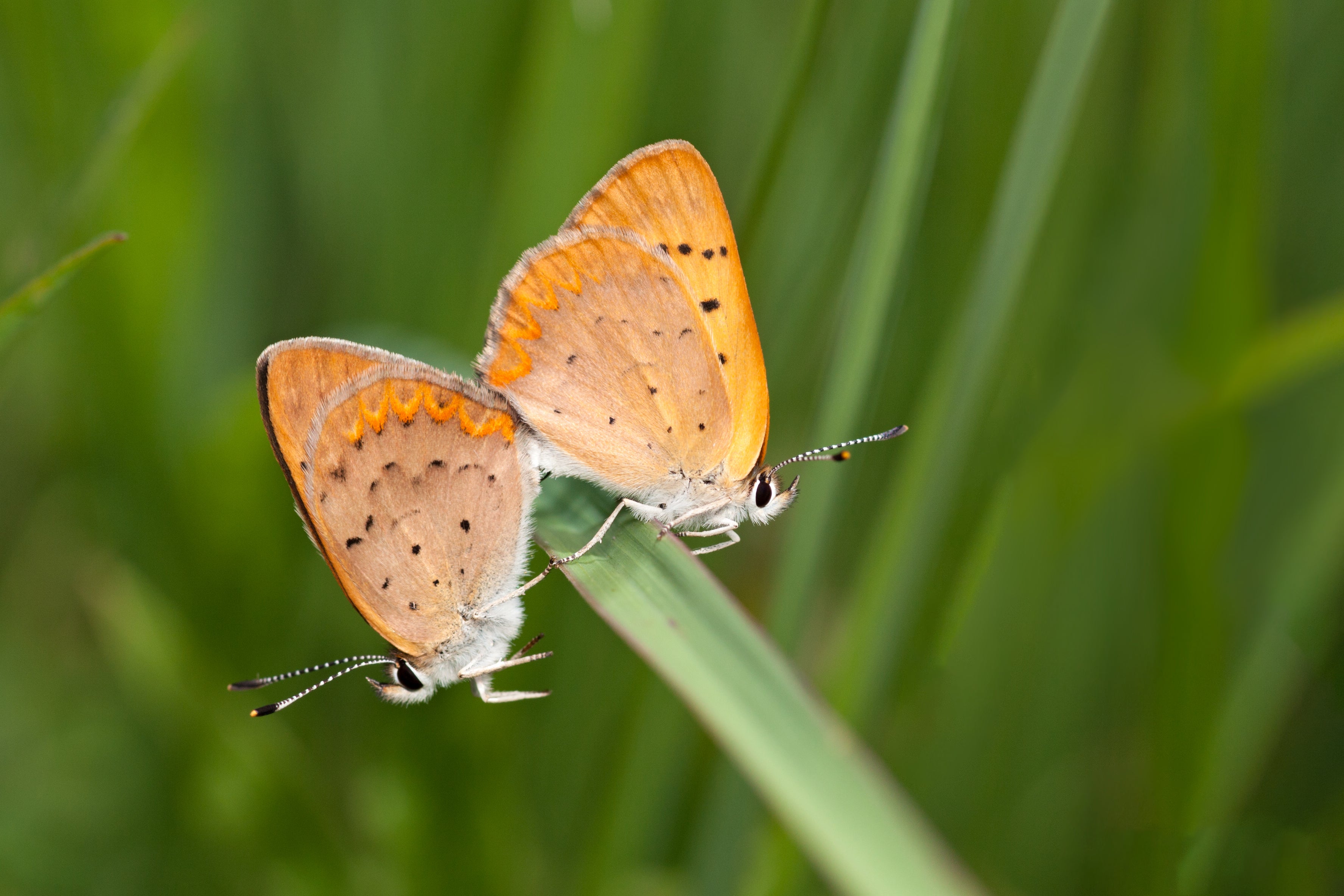 One in five butterflies in the U.S. disappeared between the year 2000 and 2020, researchers announced on Thursday. The alarming findings were based on data from more than 76,000 surveys