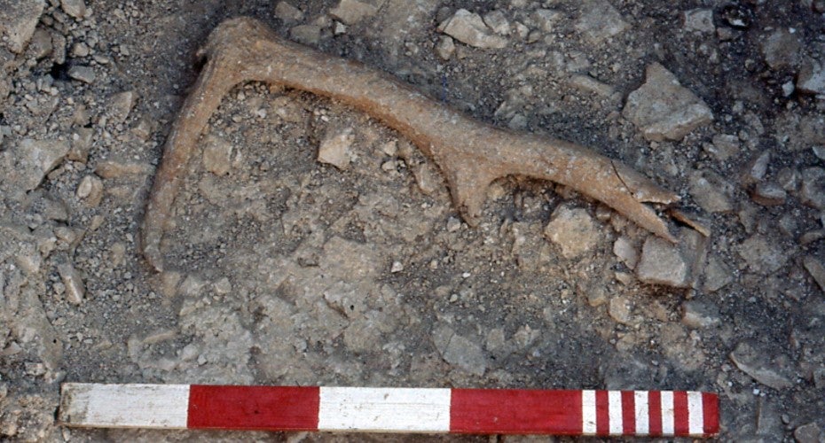 A red deer antler found at Flagstones