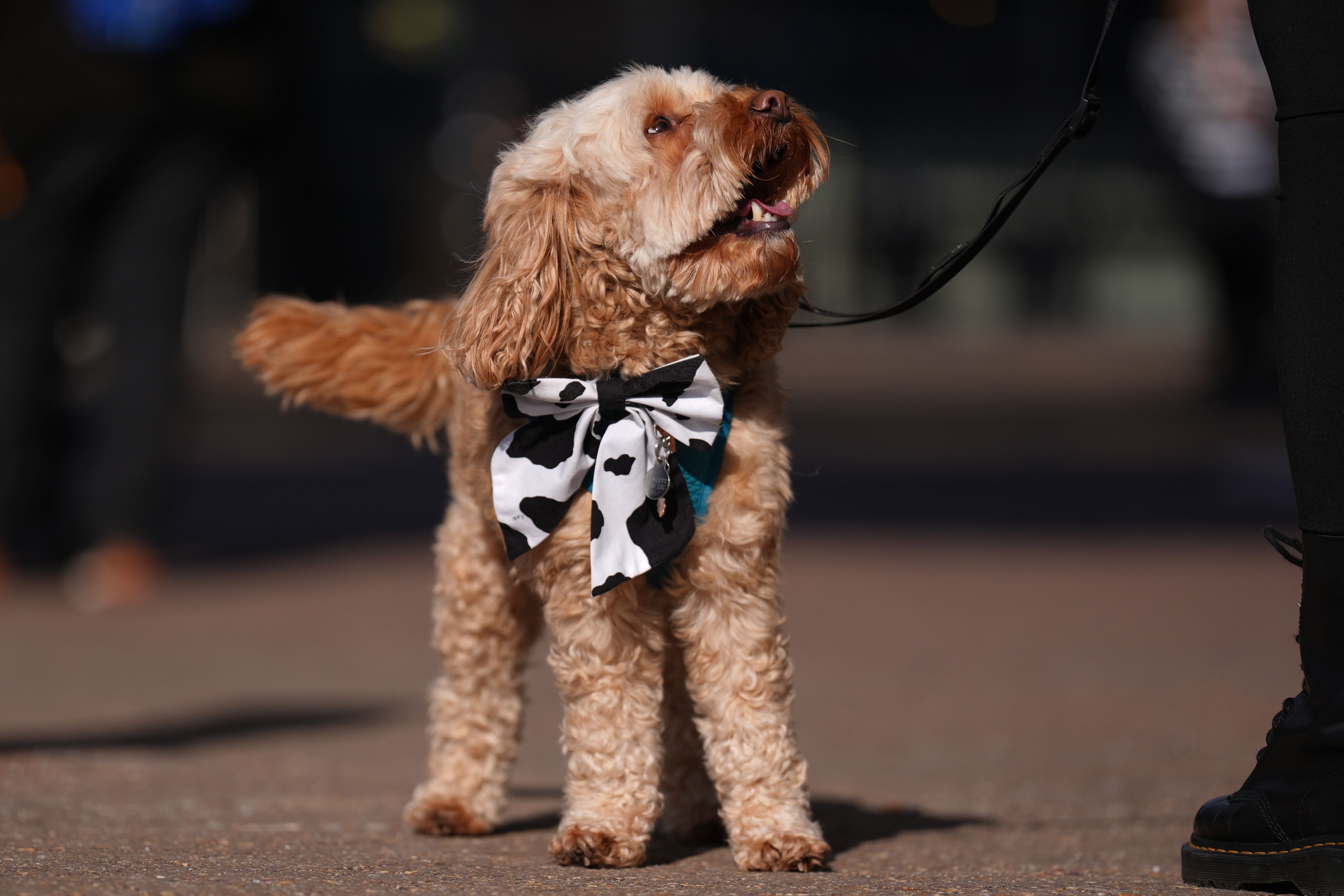 Dogs and owners arrive on the first day of the Crufts Dog Show at the National Exhibition Centre (NEC) in Birmingham (Joe Giddens/PA)