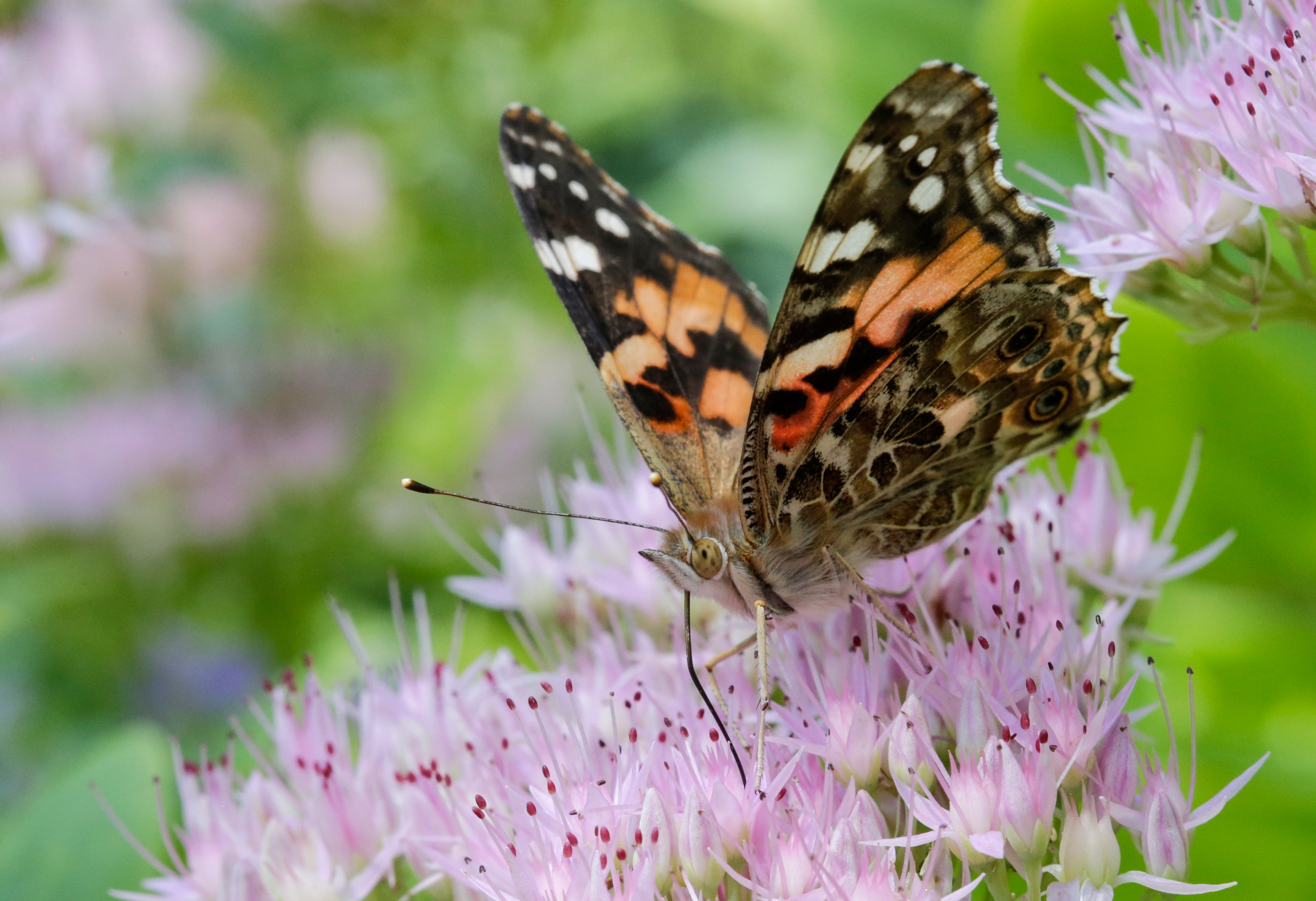 The painted lady butterfly