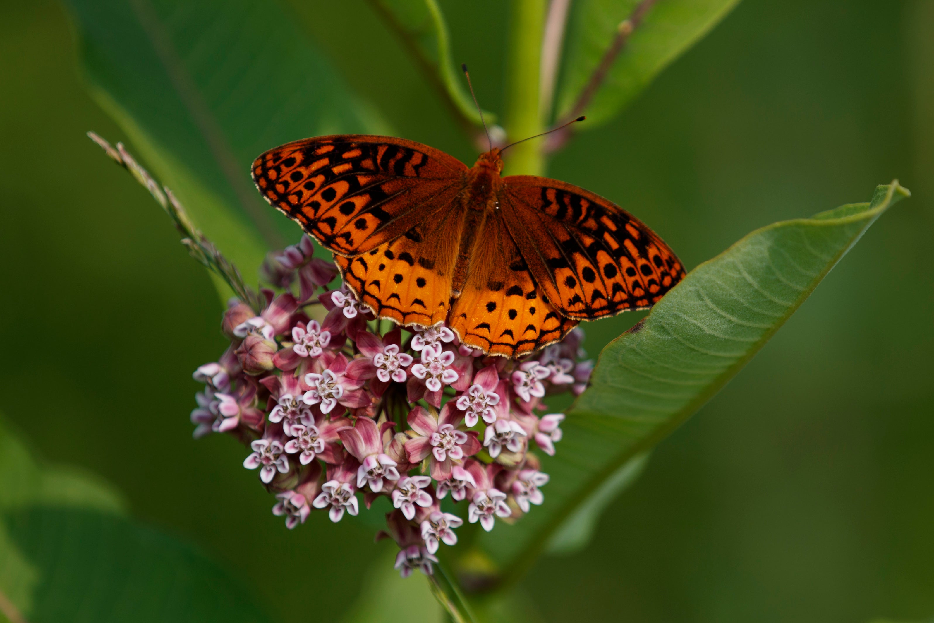 Disappearing Butterflies
