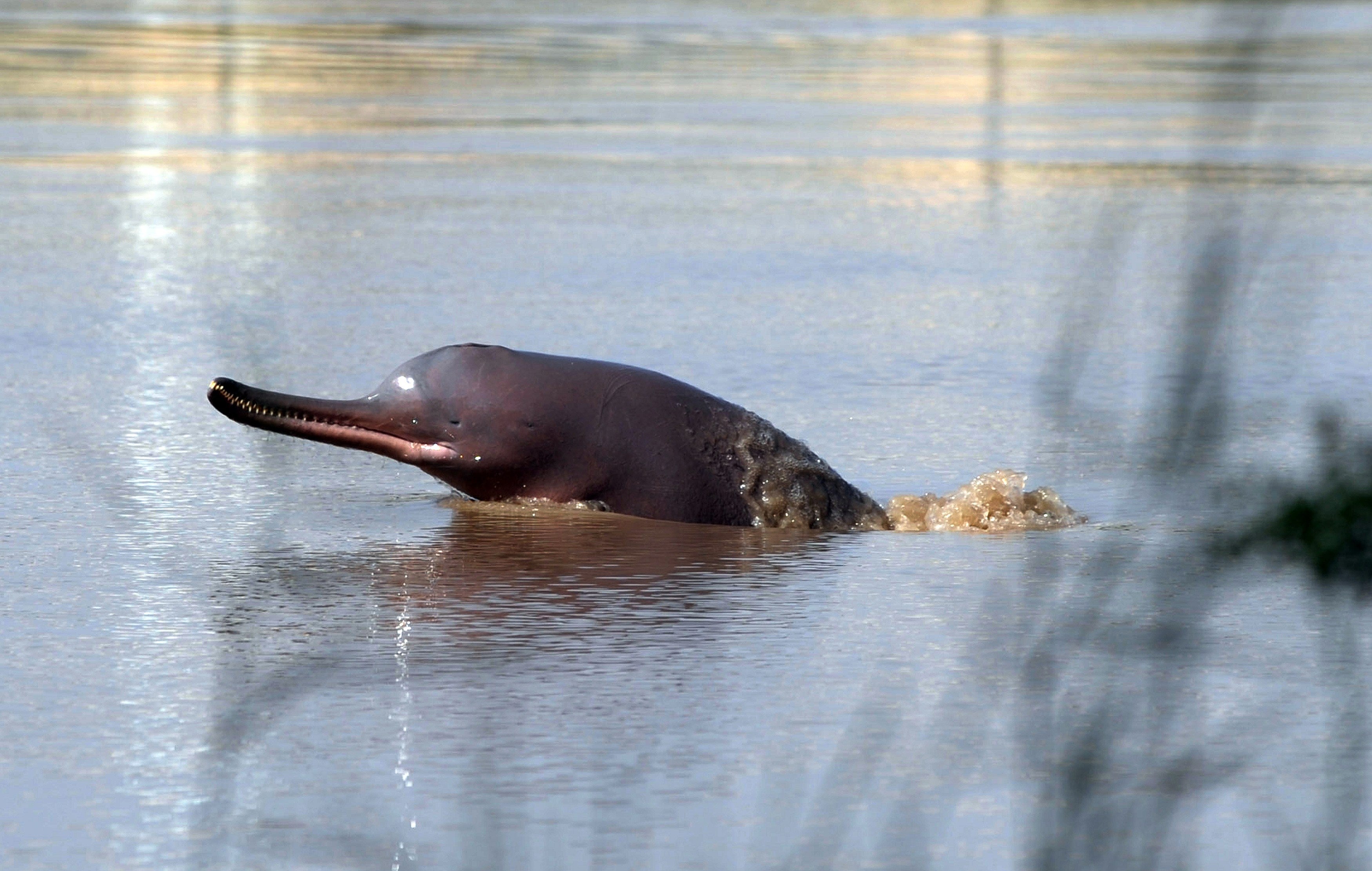 File. Indus river dolphin