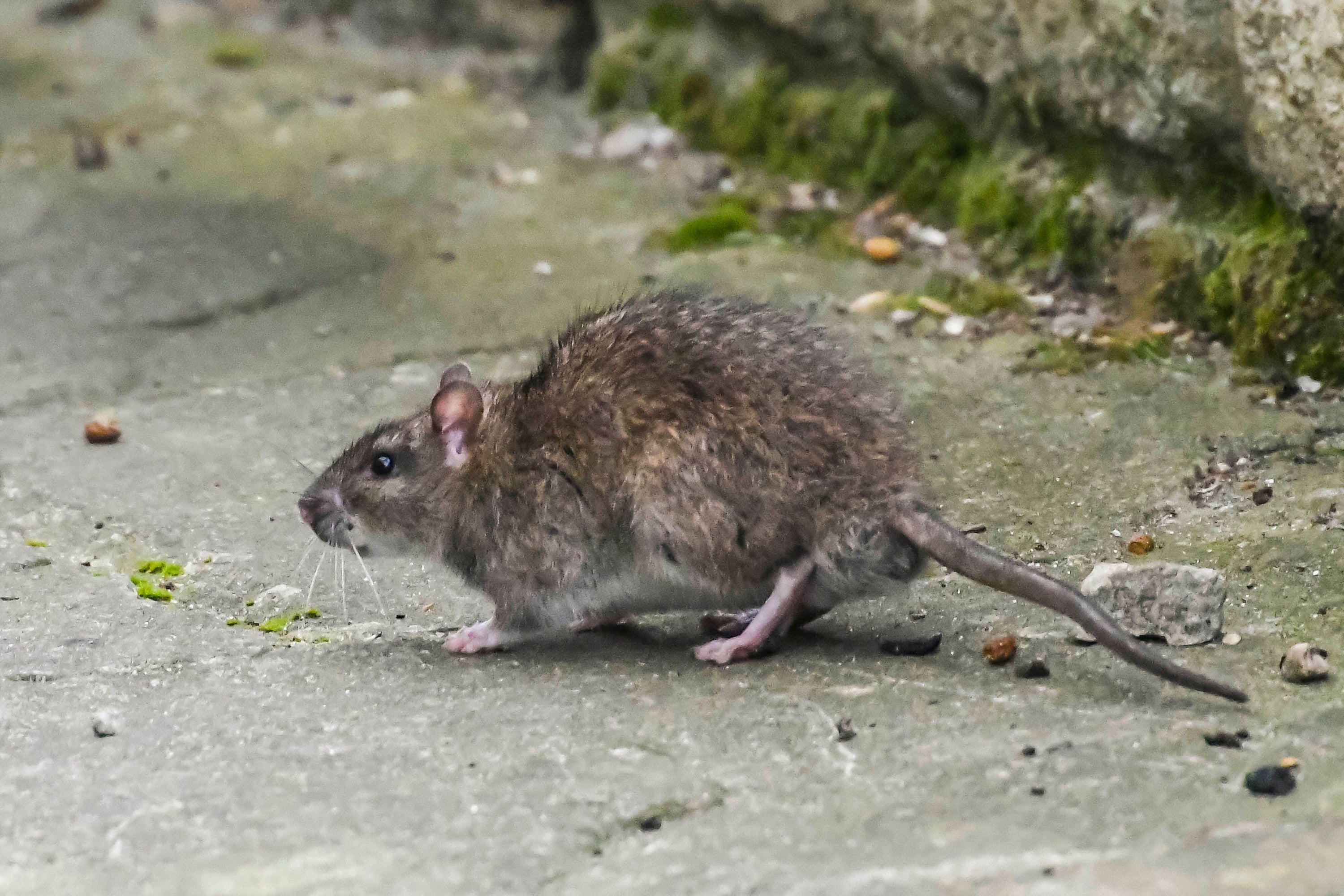 Humans can contract Lassa fever from eating food that has been tainted by the urine or faeces of rodents