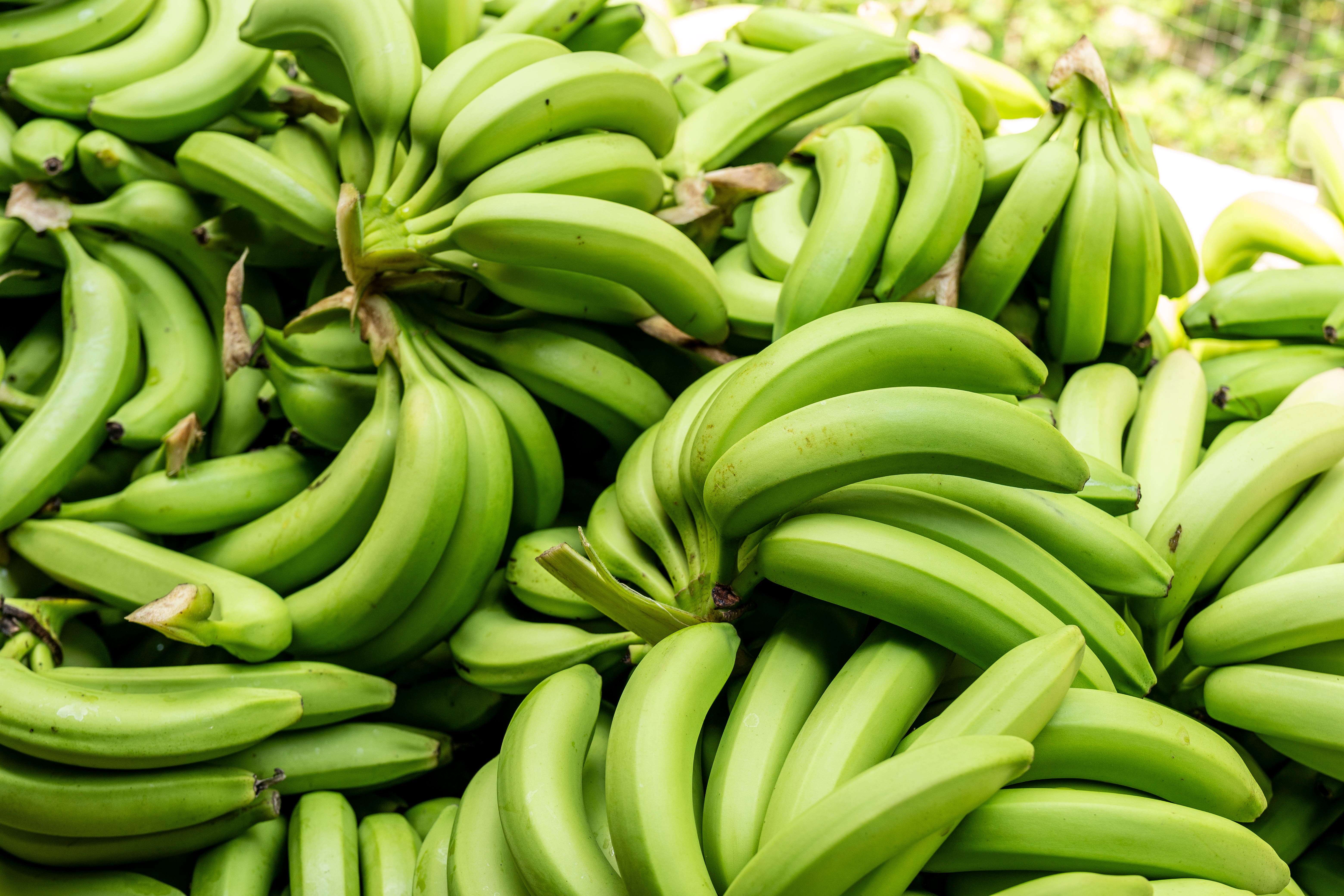 Bananas grow in a temperature range of between 15-35C