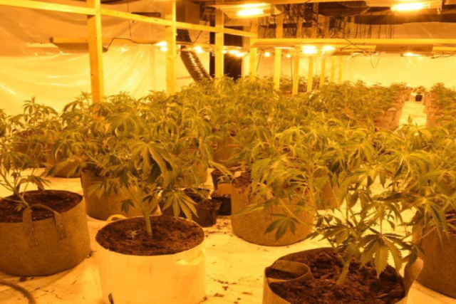 A cannabis farm uncovered by police as part of Operation Spark (North West Regional Organised Crime Unit/PA)